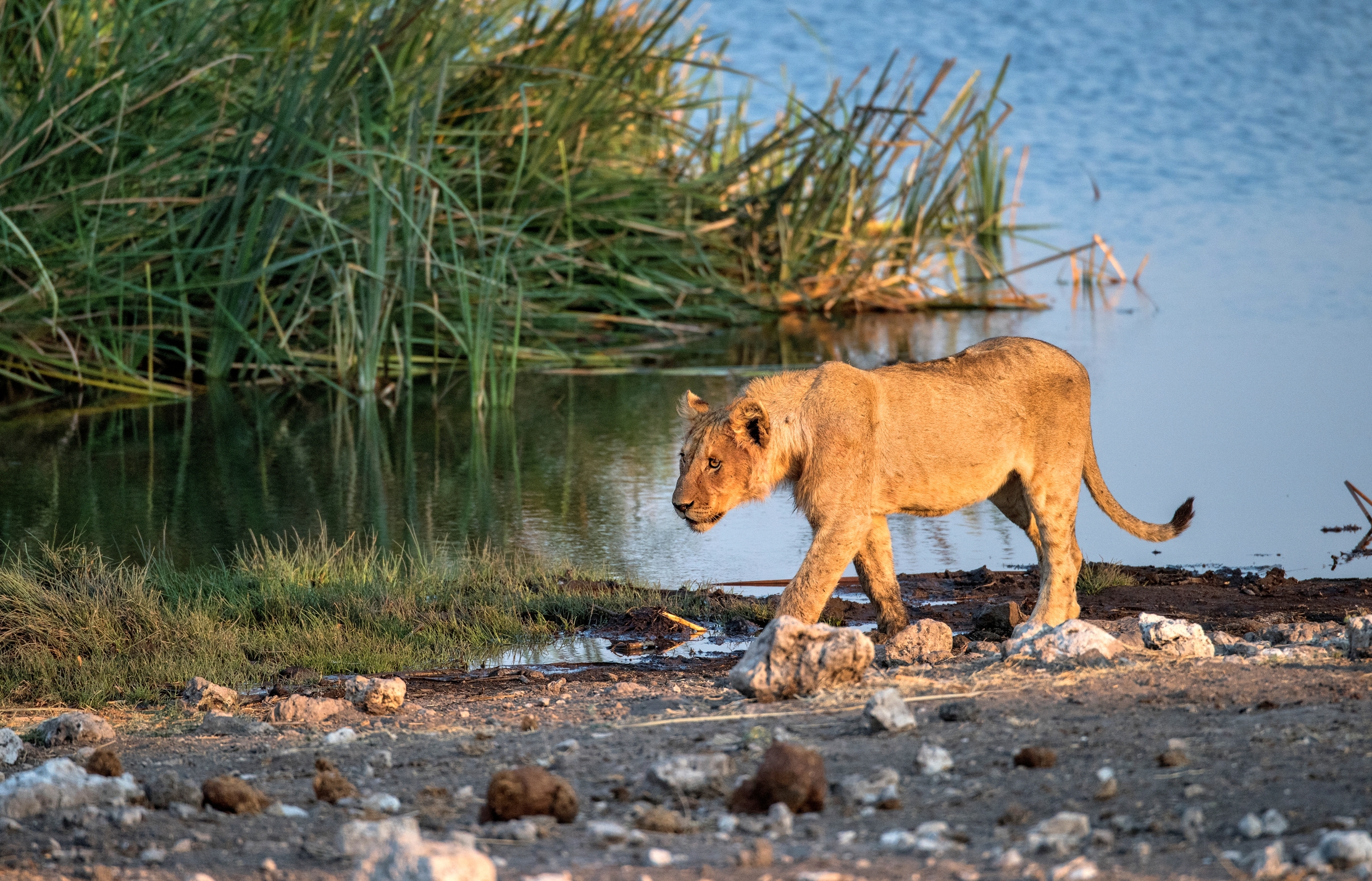Etosha - Giovane Leone