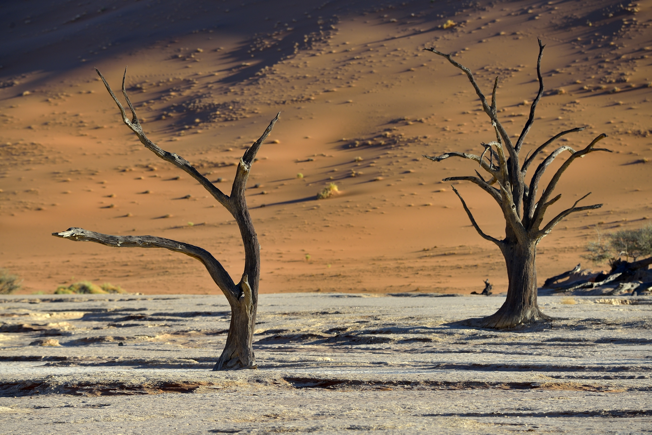 Deserto del Namib - Deadvlei