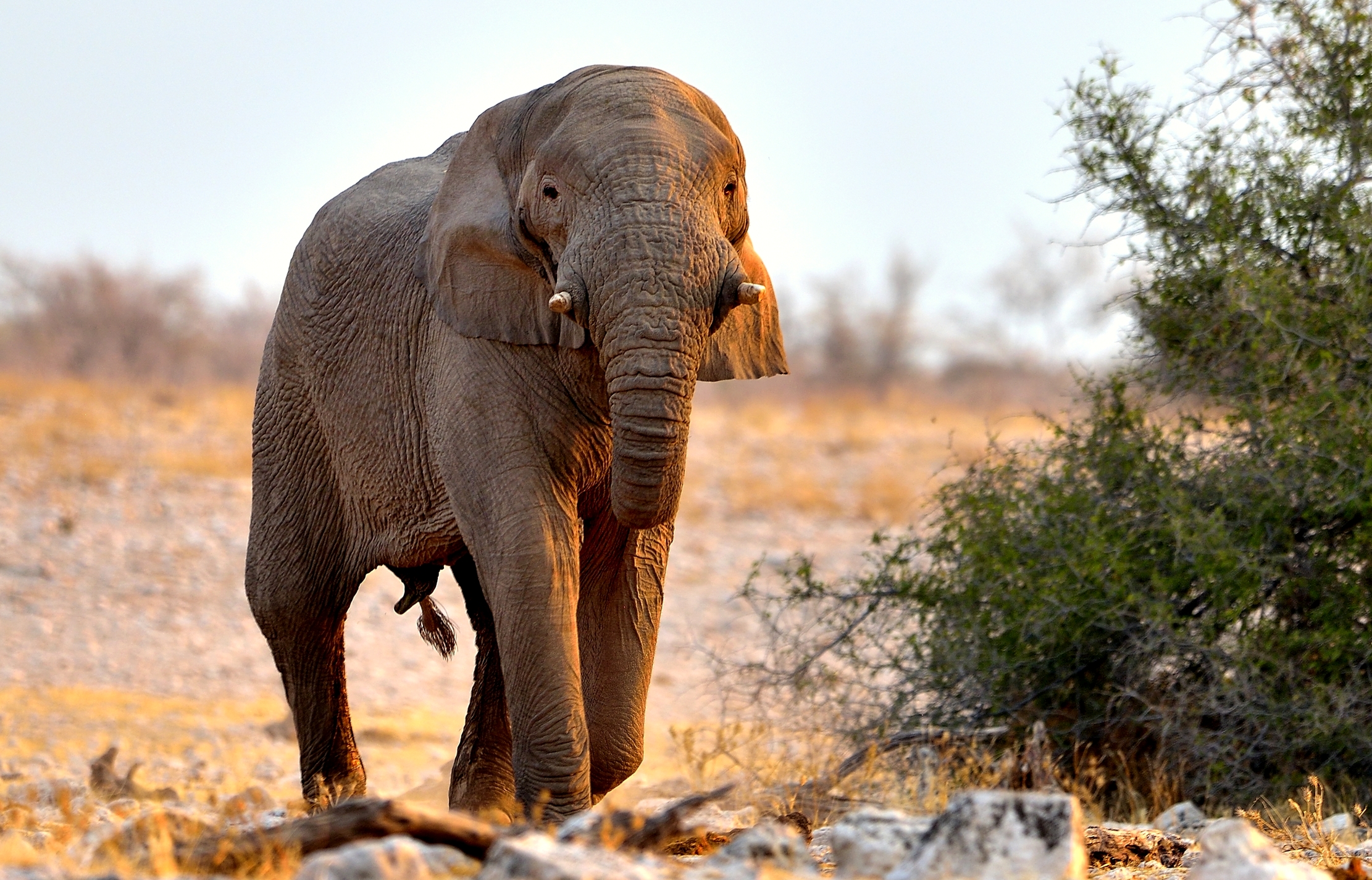 Etosha - Elefante