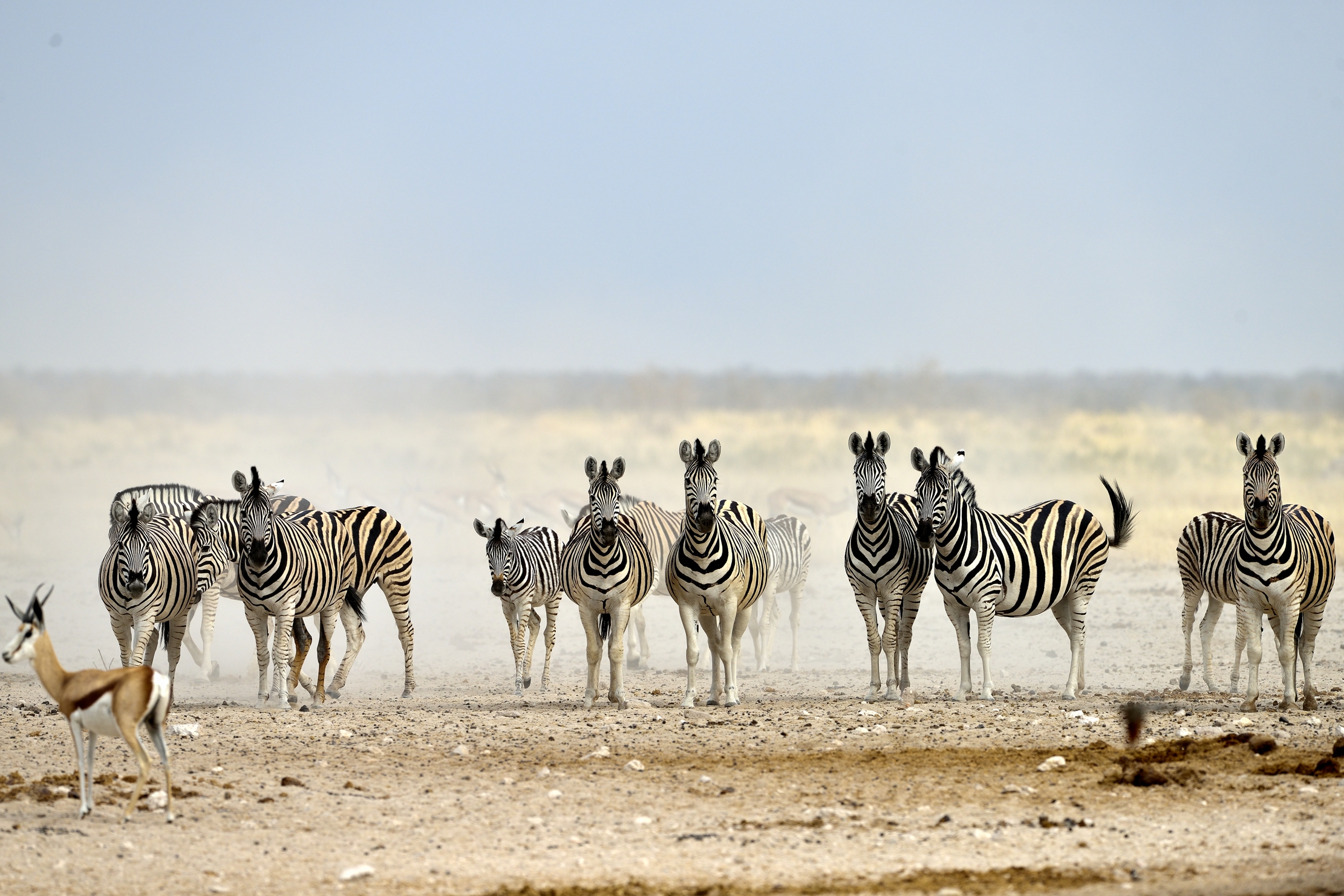Etosha - Zebre