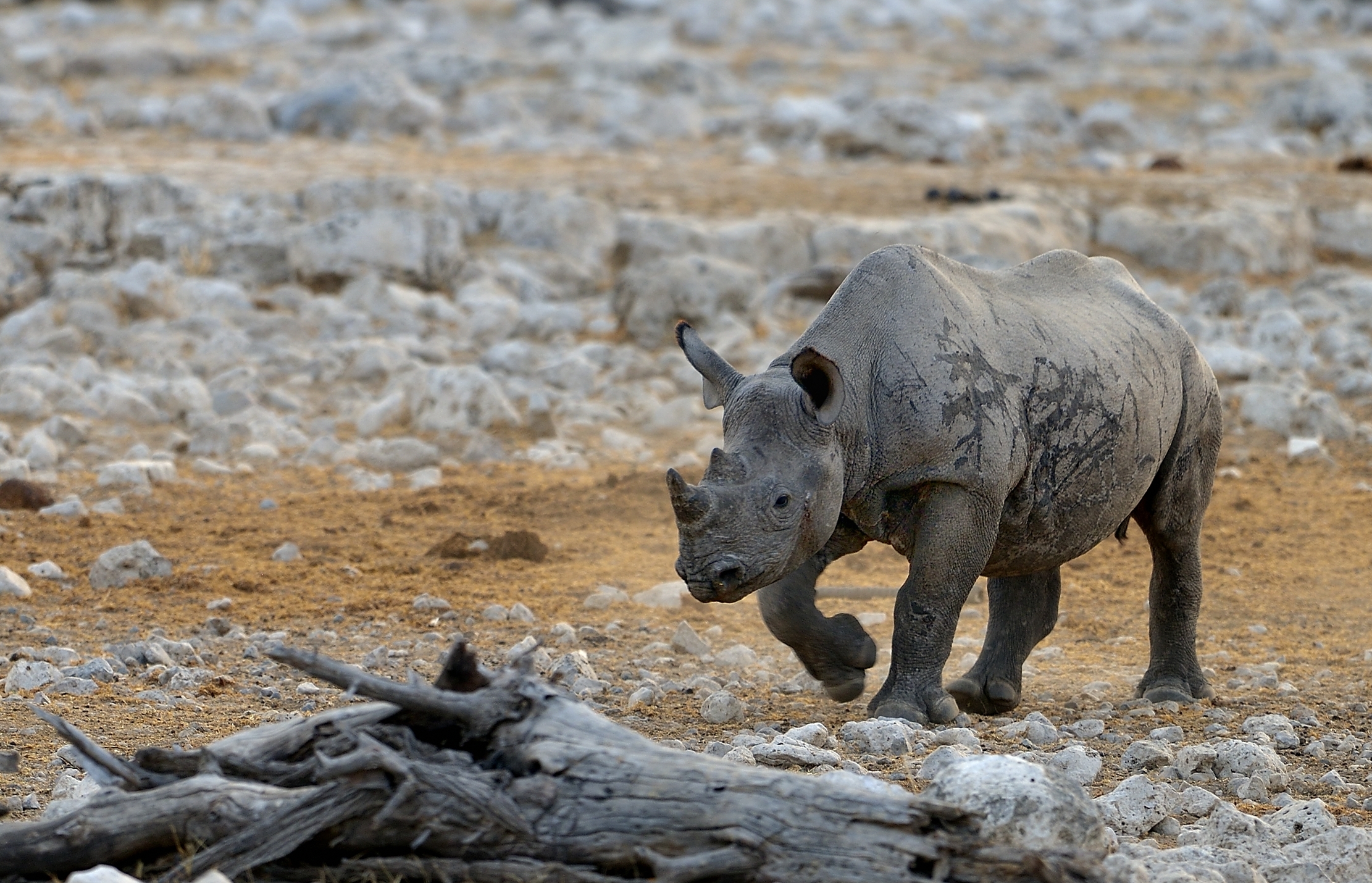 Etosha - Rinoceronte