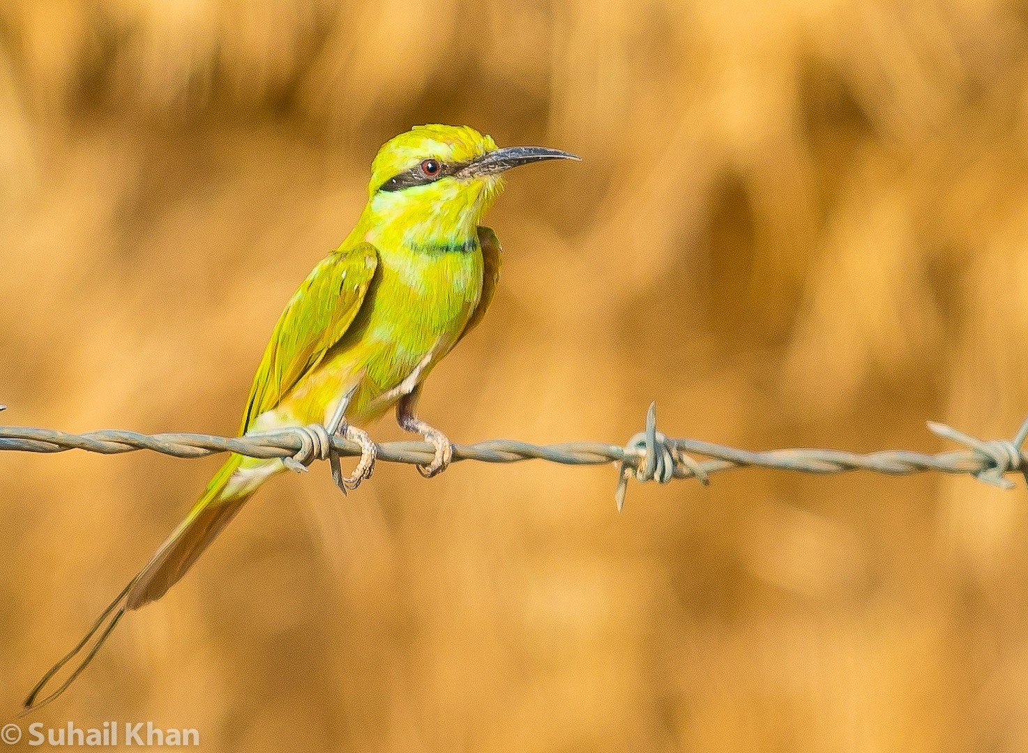Gruccione, Nord Sudan, Africa.