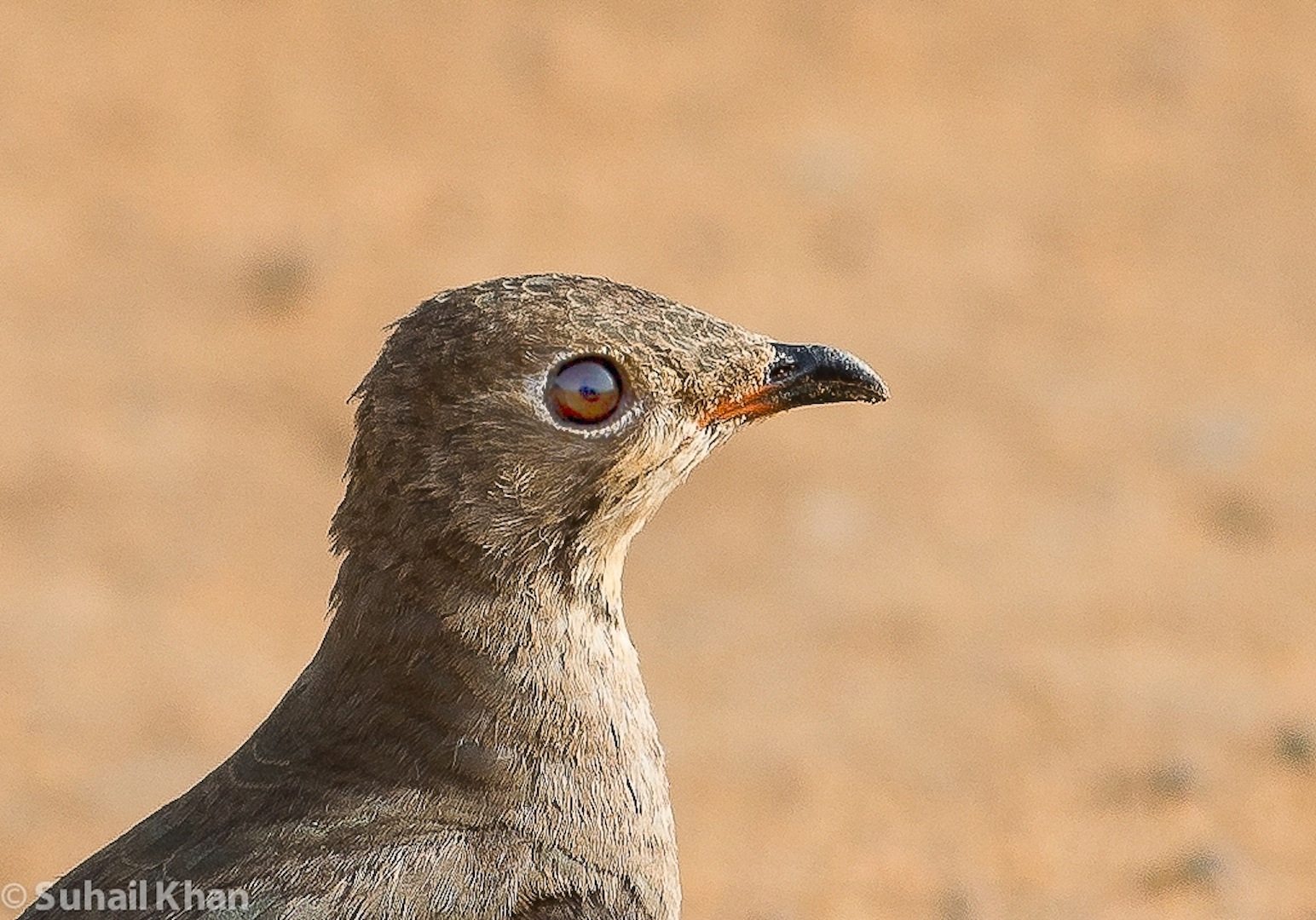 Grouse, Nord Sudan, Africa.