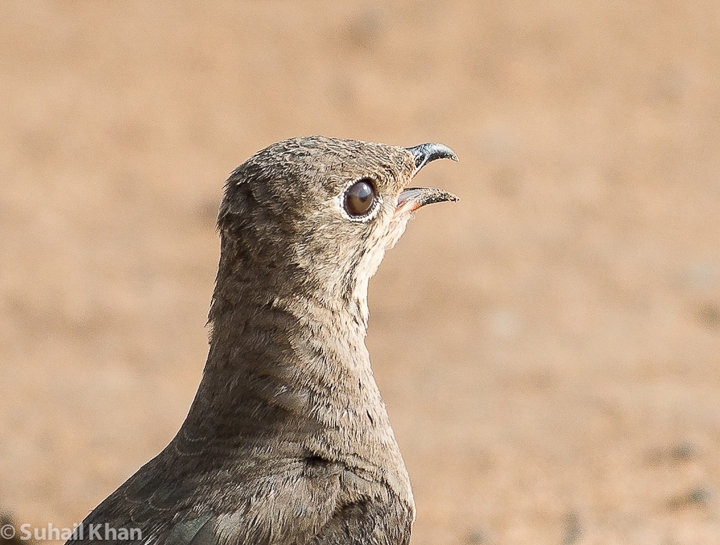 Grouse, Nord Sudan, Africa.