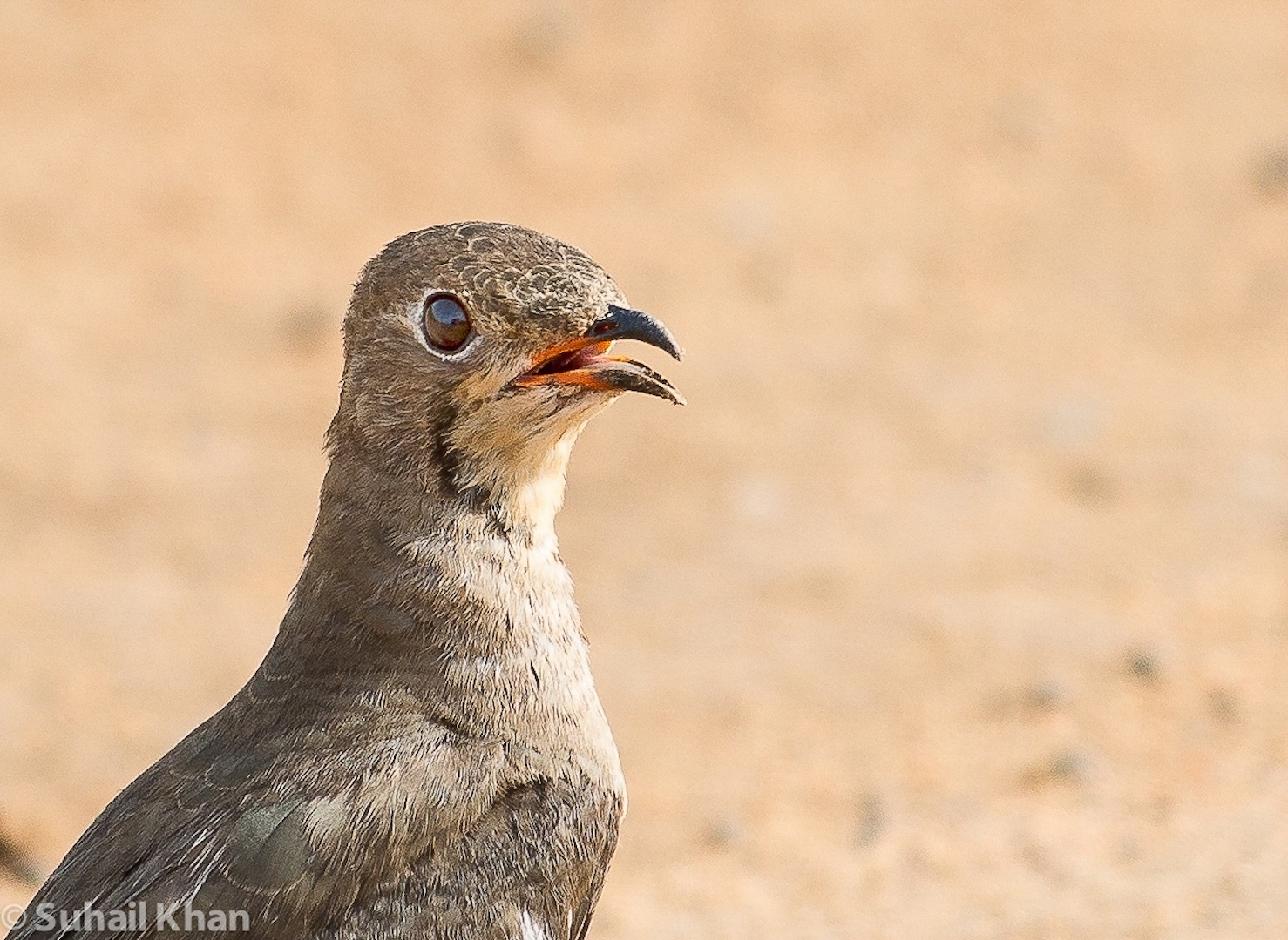 Grouse, Nord Sudan, Africa.
