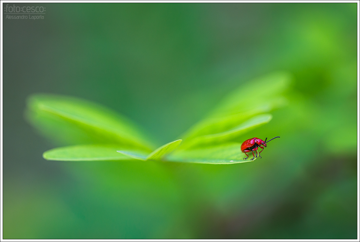 Lilioceris merdigera