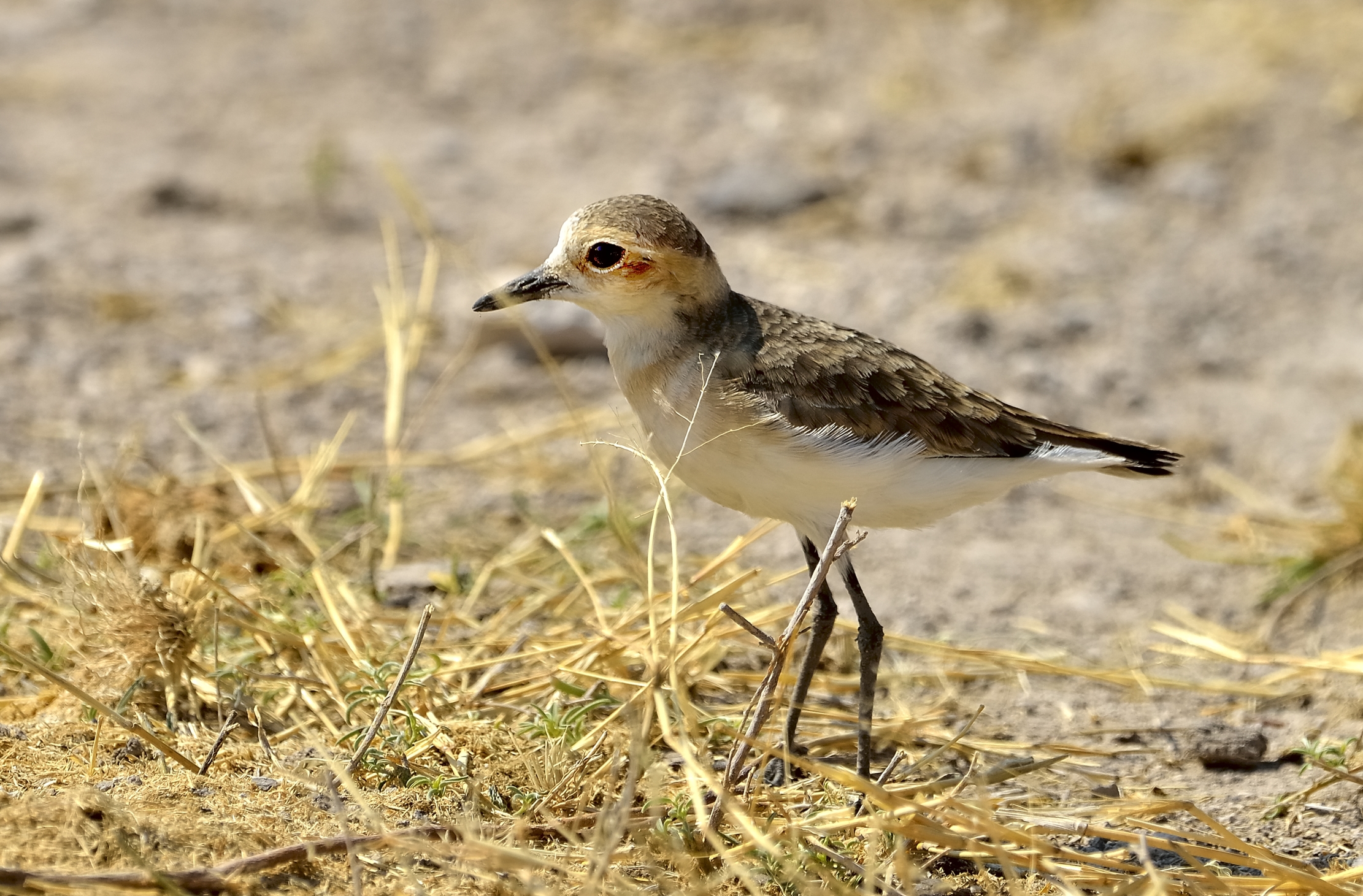 Etosha - Corriere di Kittlitz