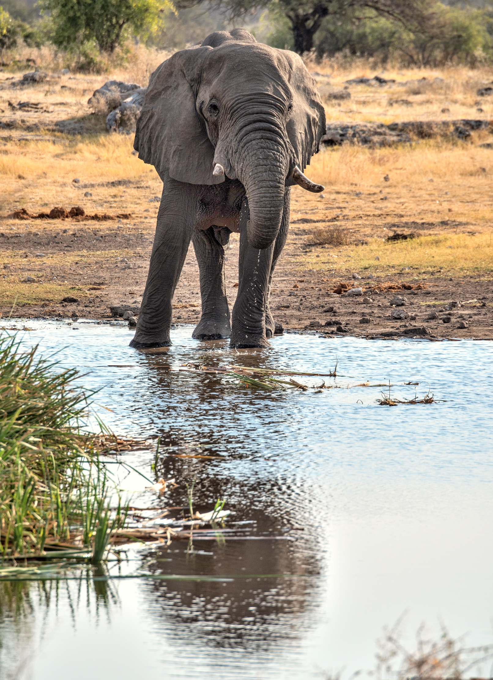 Etosha - Elefante