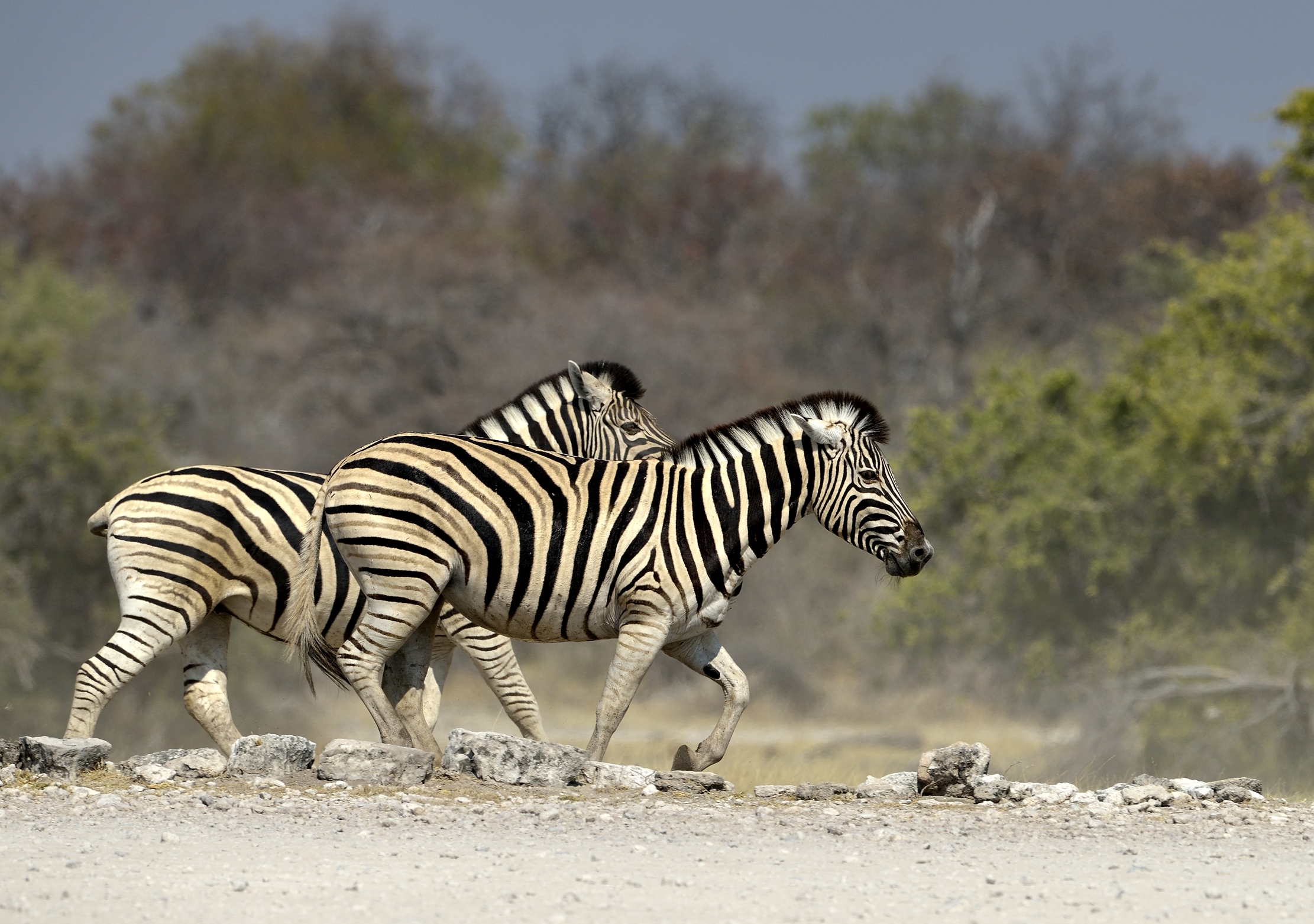 Etosha - Zebre