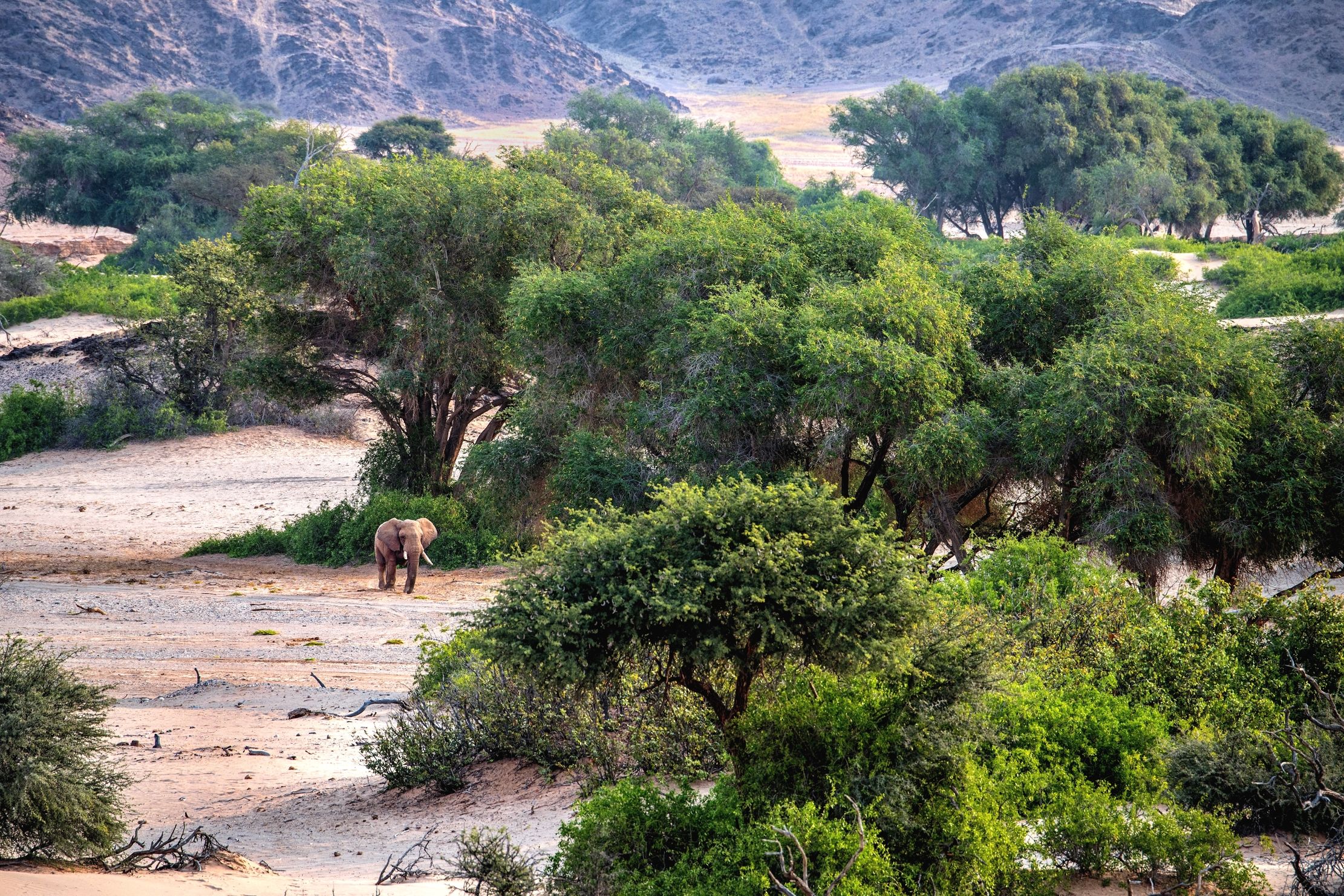 Deserto del Kaokoland - Elefante