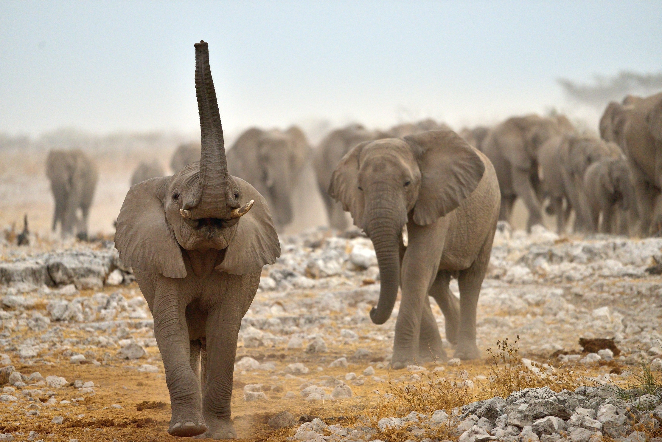 Etosha - Elefanti alla pozza