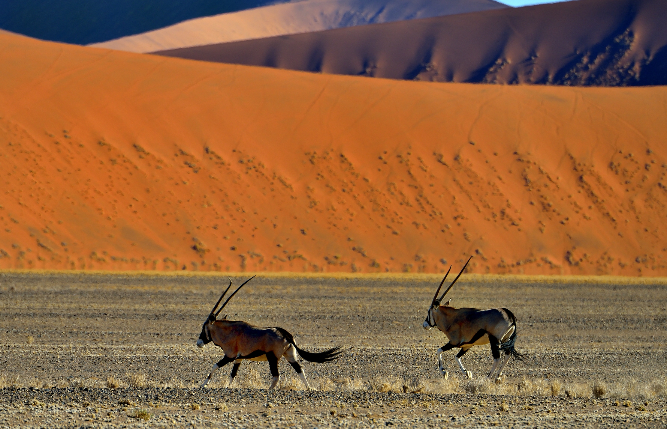 Deserto del Namib - Orix