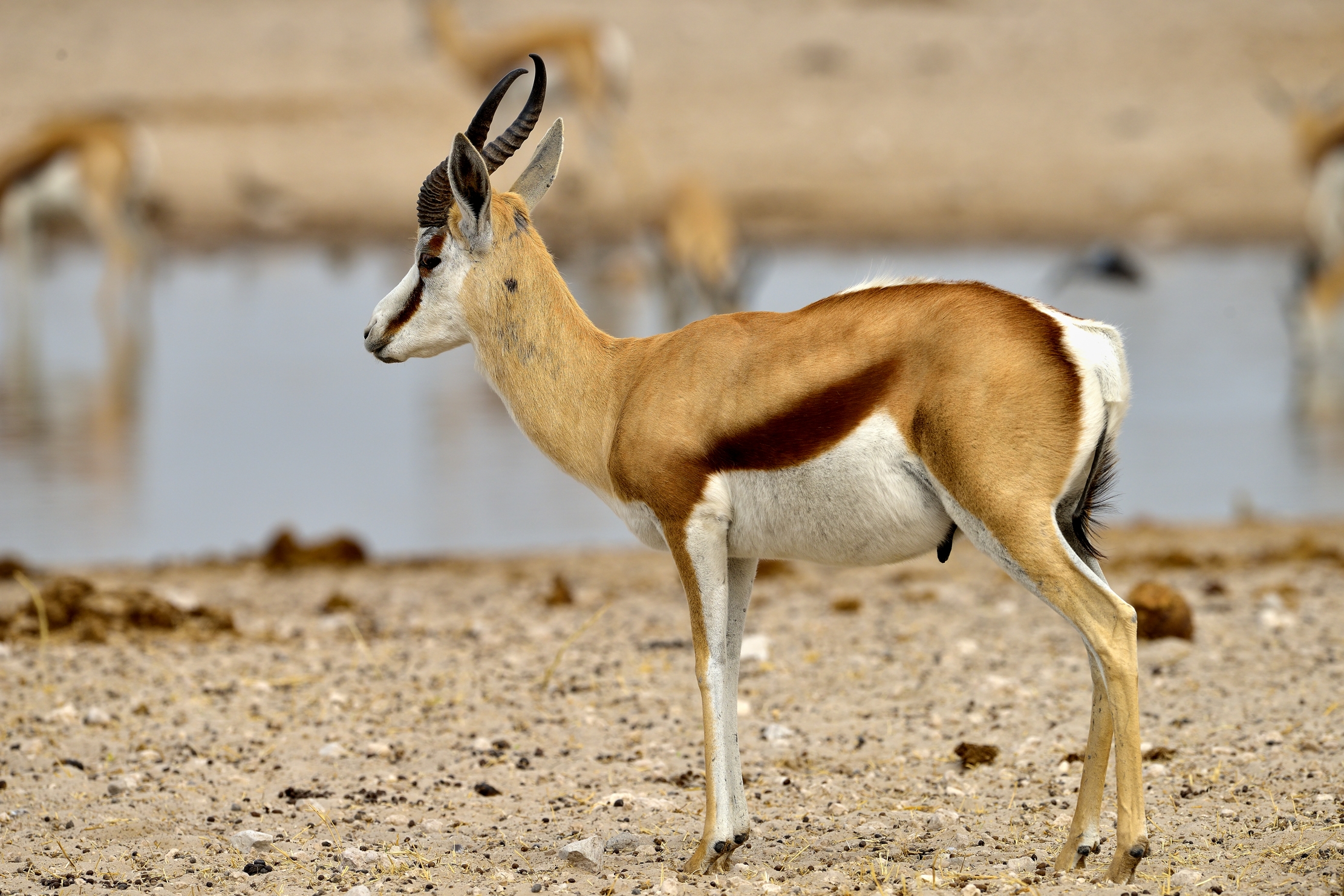 Etosha - Springbok