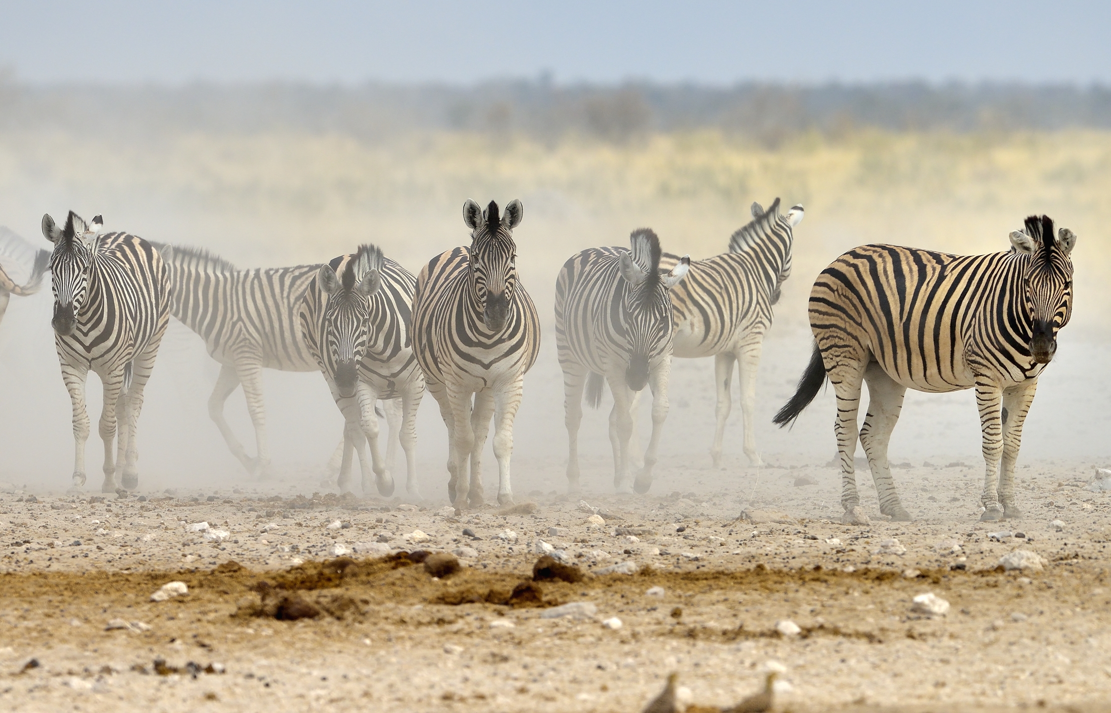 Etosha - Zebre
