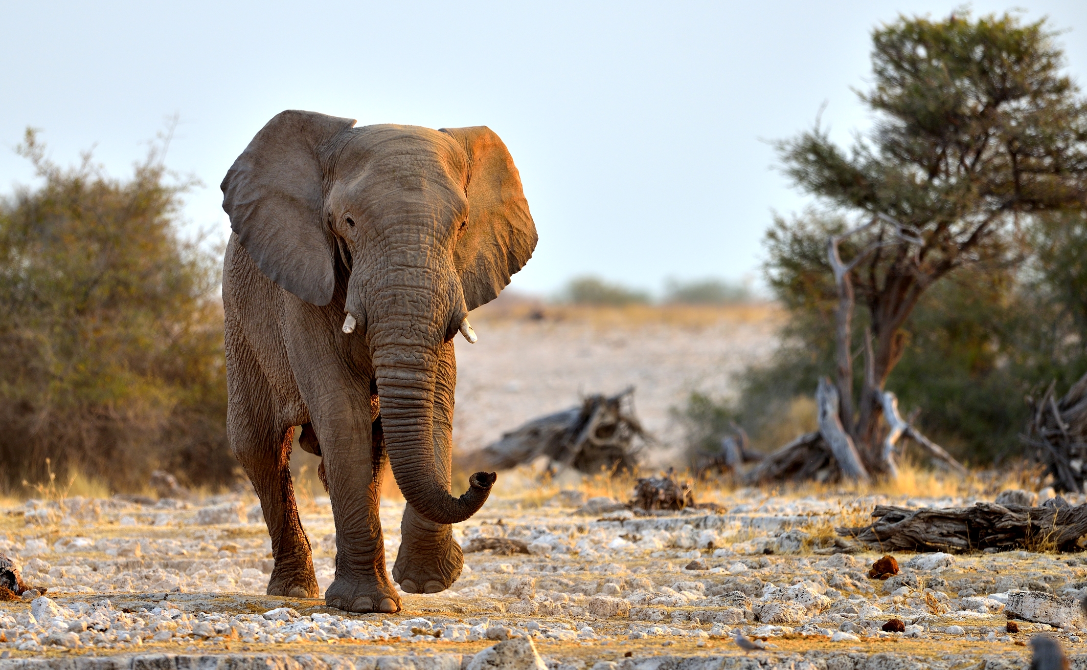 Etosha - Elefante