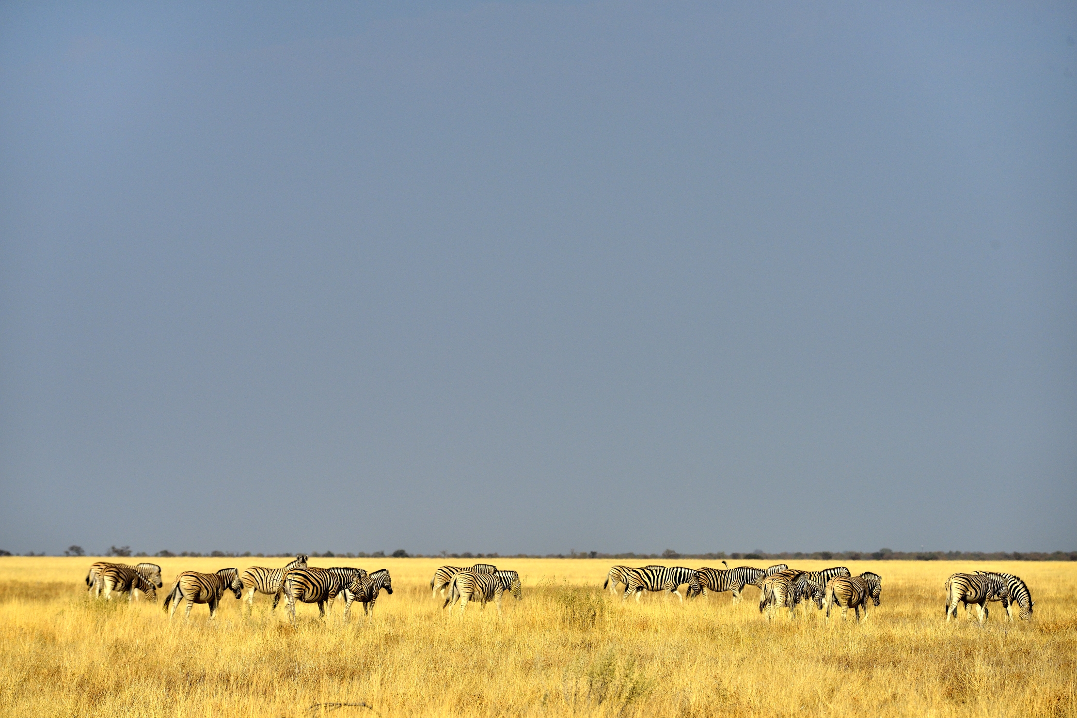 Etosha - Zebre