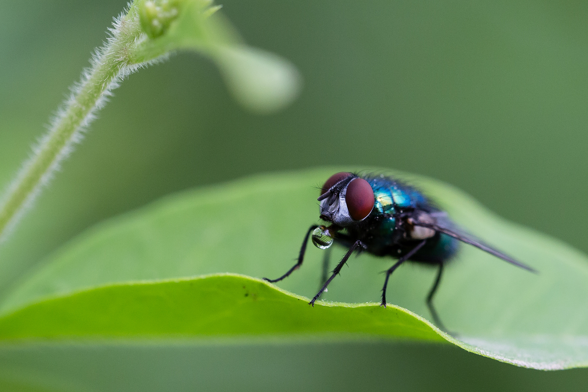 Calliphora vomitoria - April 2014