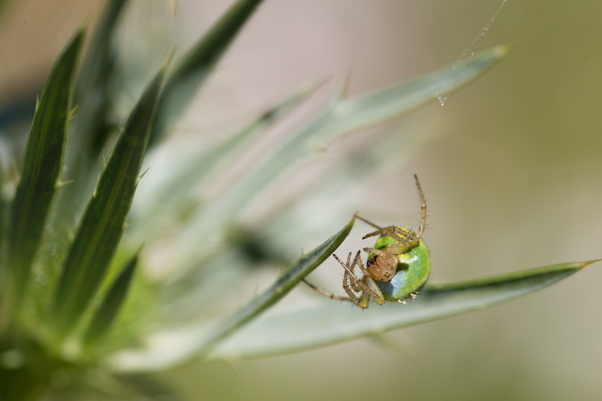 Castelluccio di Norcia - June 2014 - Arachnid chiatto