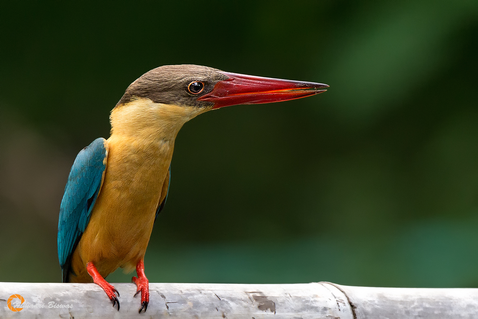 Stork-billed Kingfisher