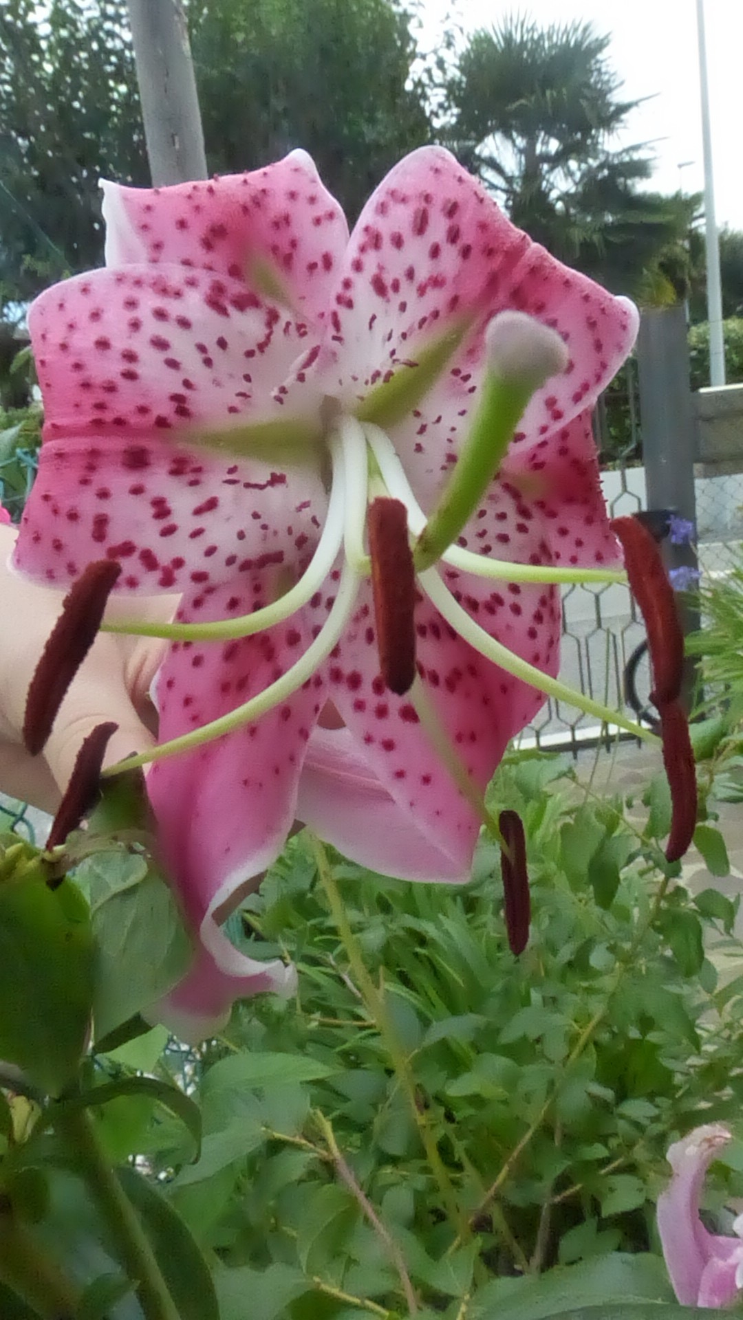 Ah, the beauty natural ...