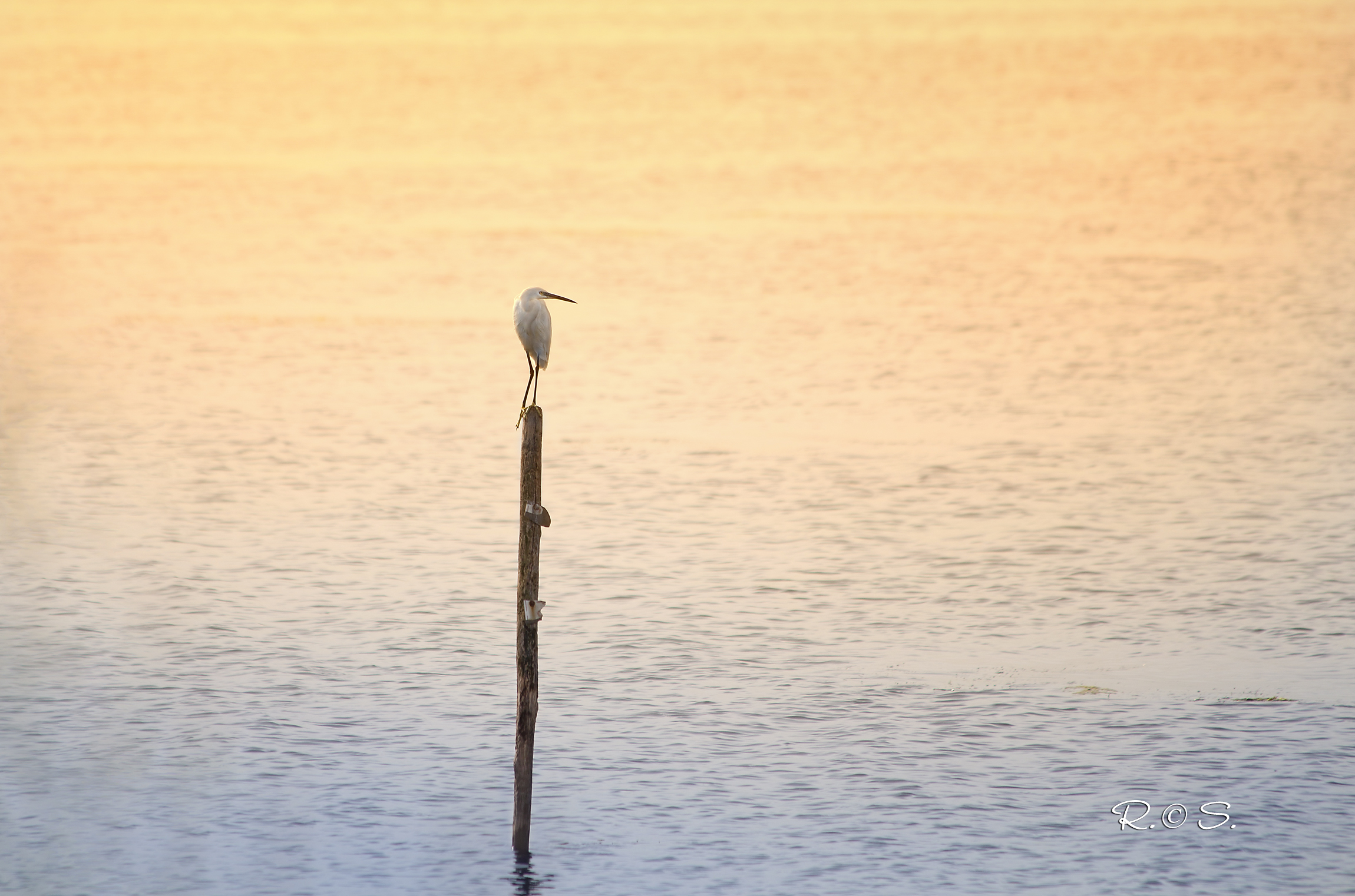 Egret