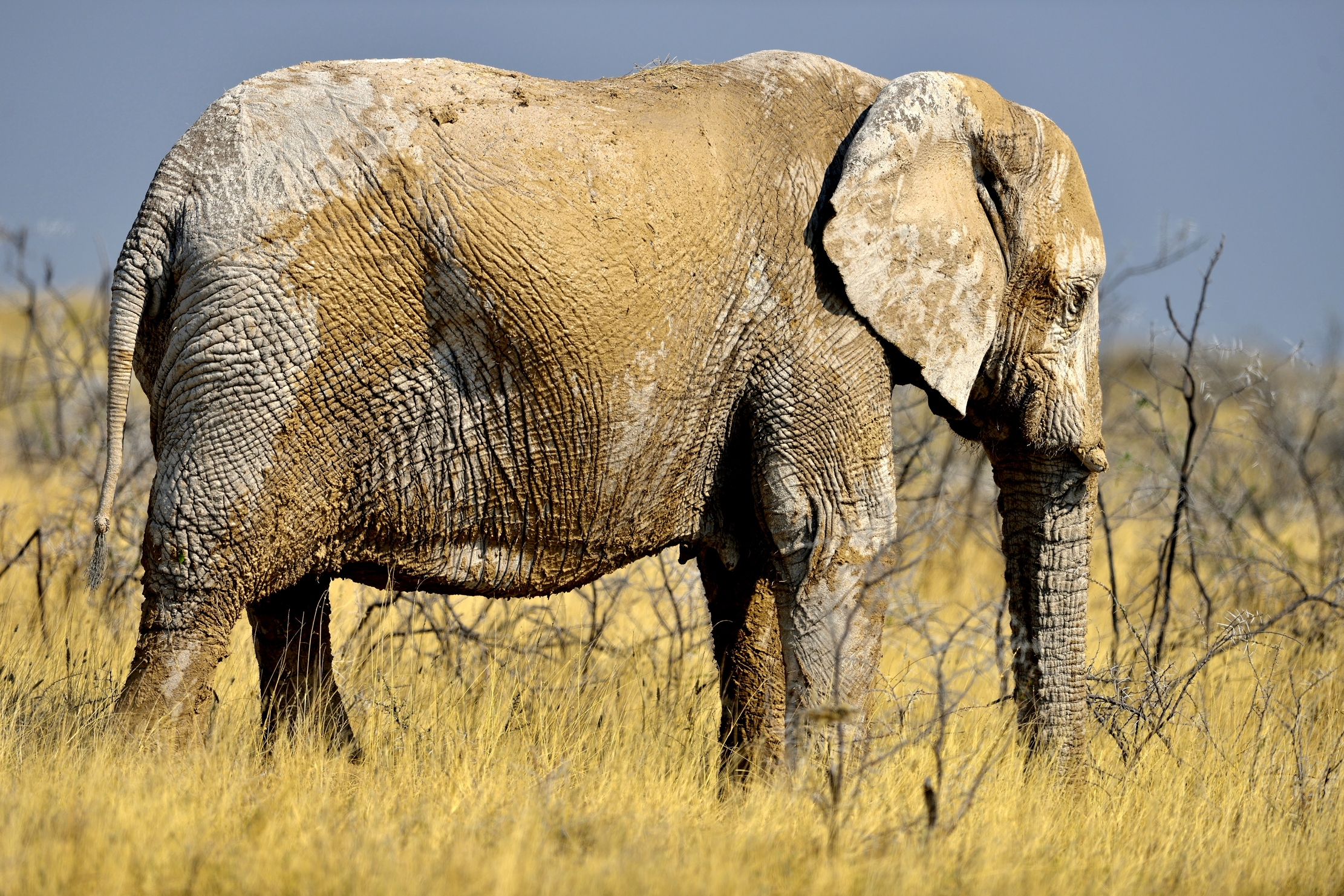Etosha - Elefante