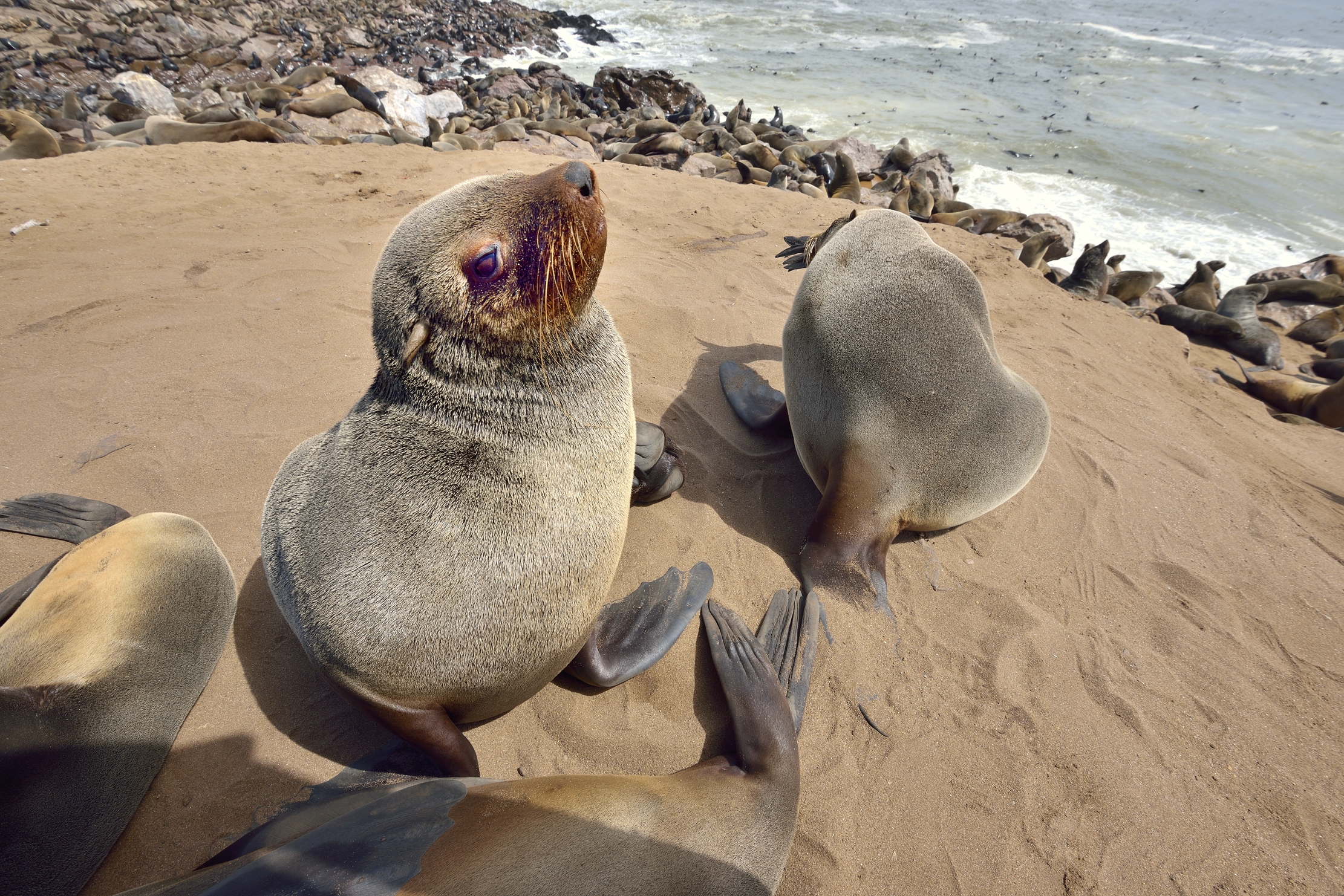 Skeleton Coast - Otarie