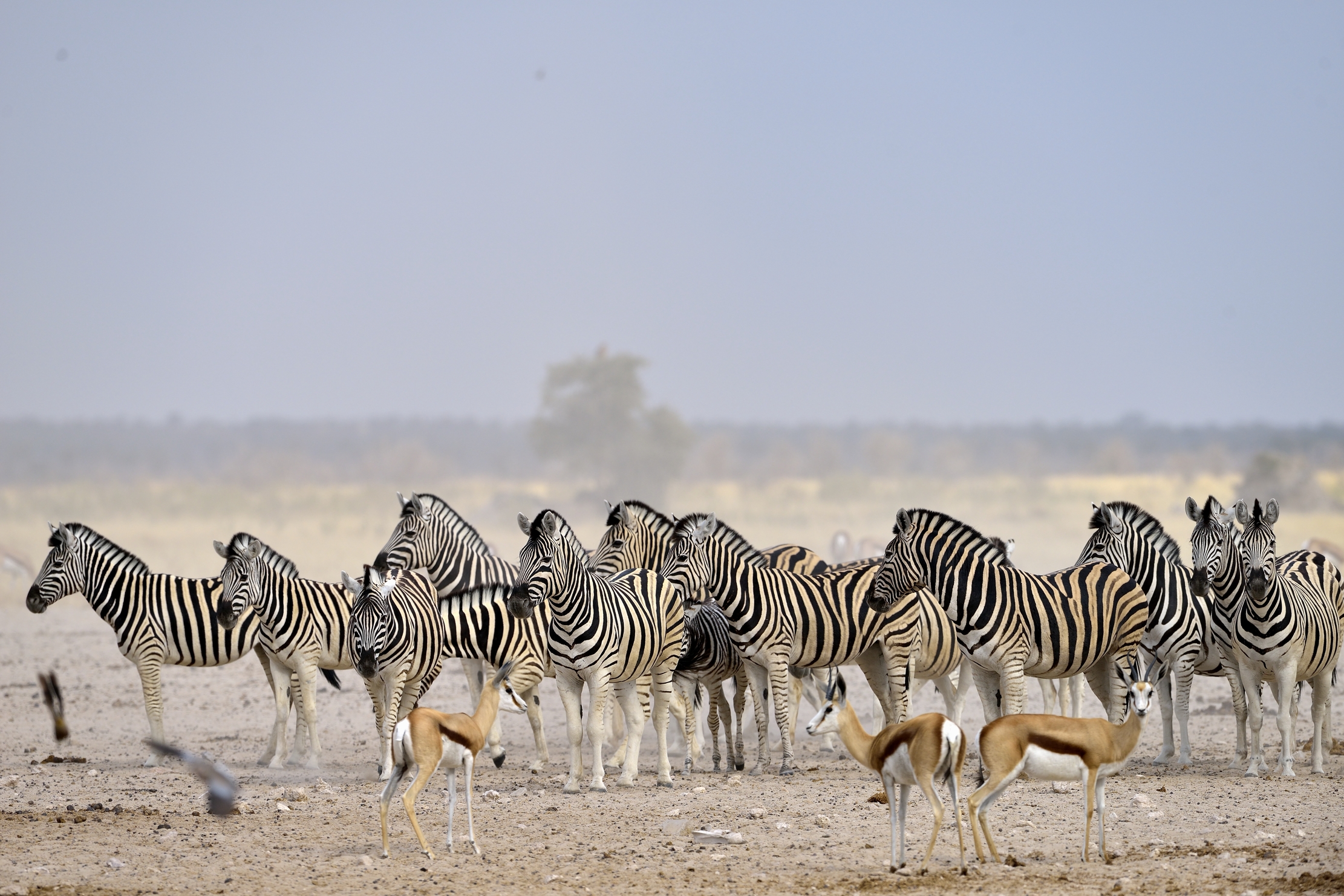 Etosha - Zebre
