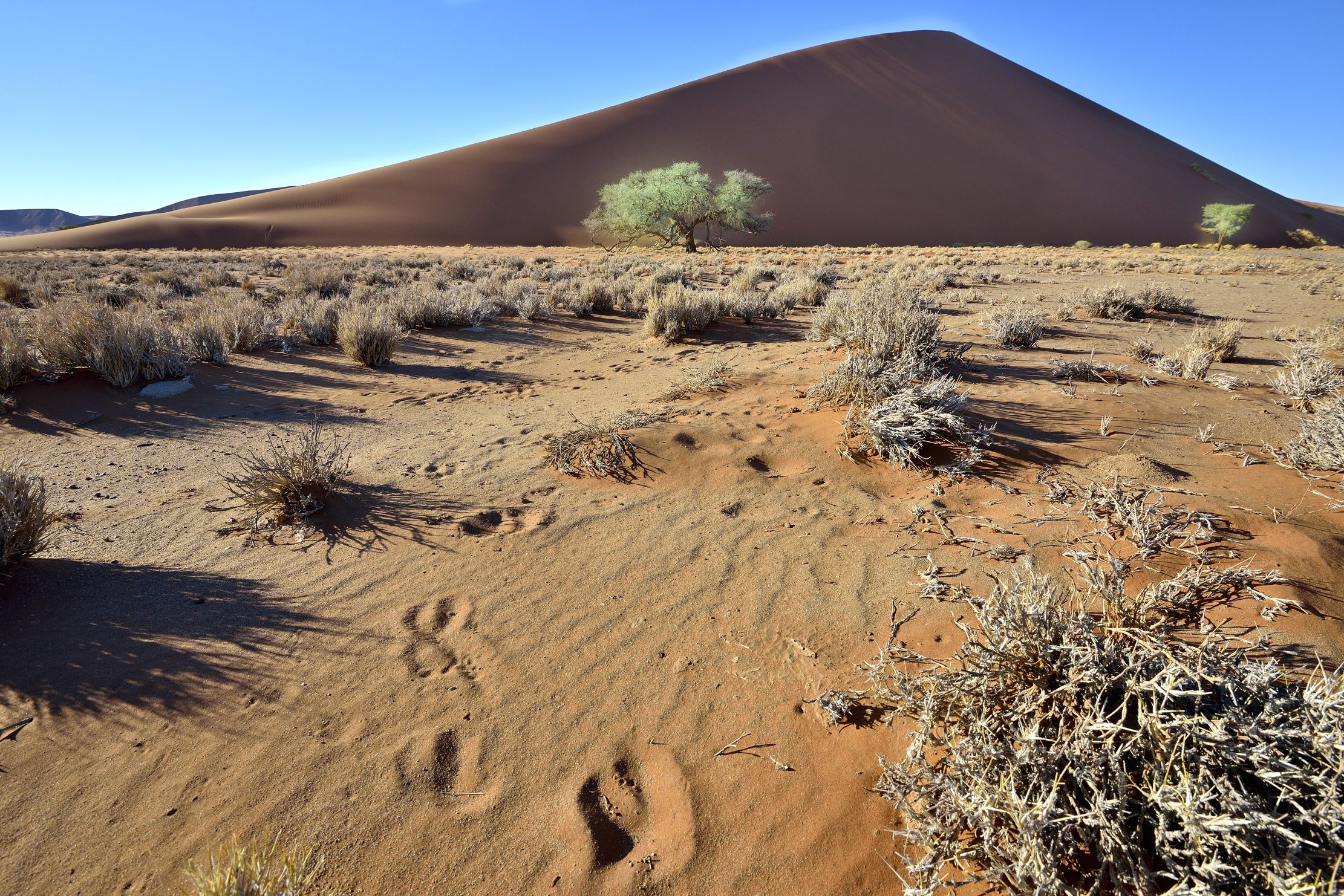Deserto del Namib - Orme