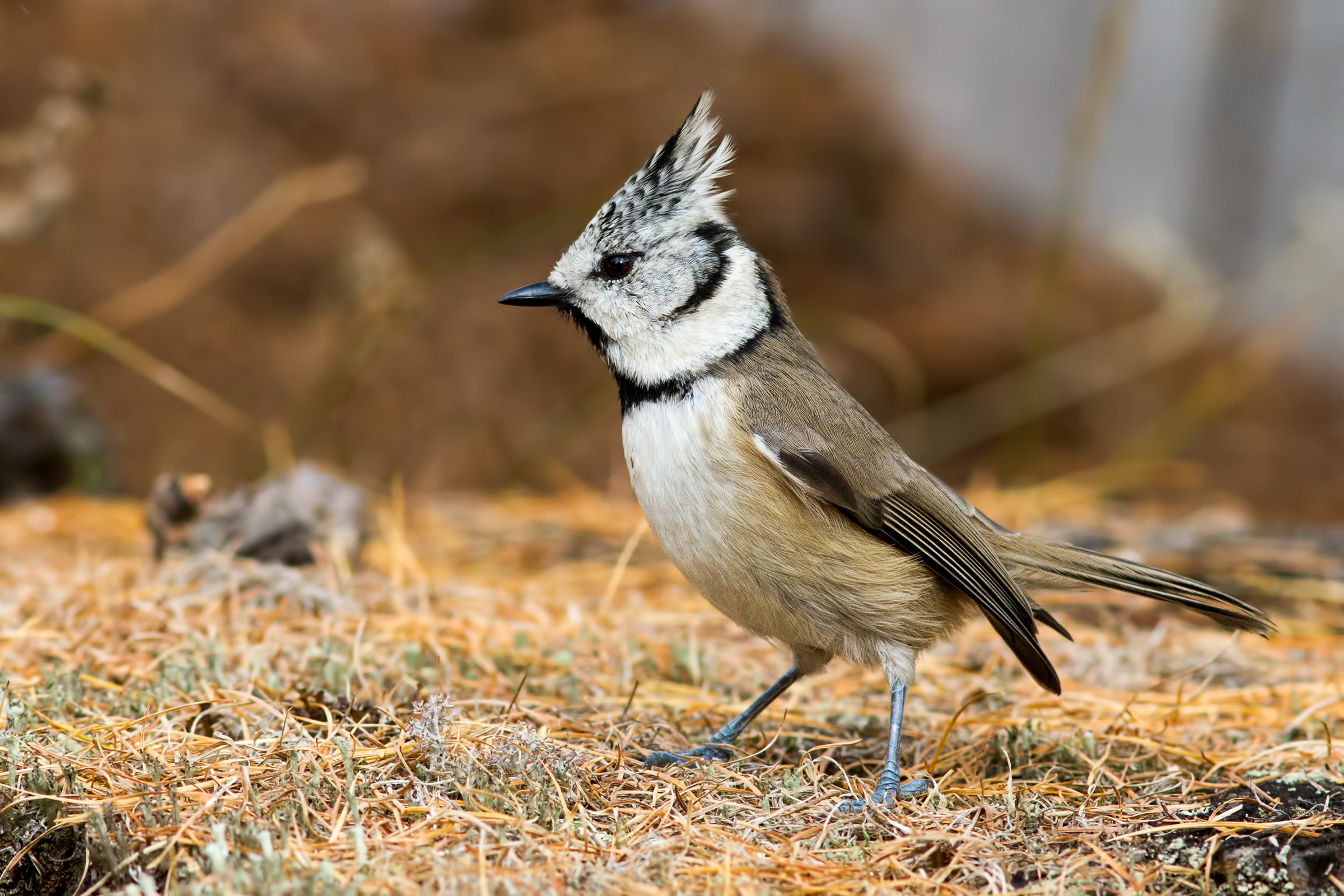 Crested Tit