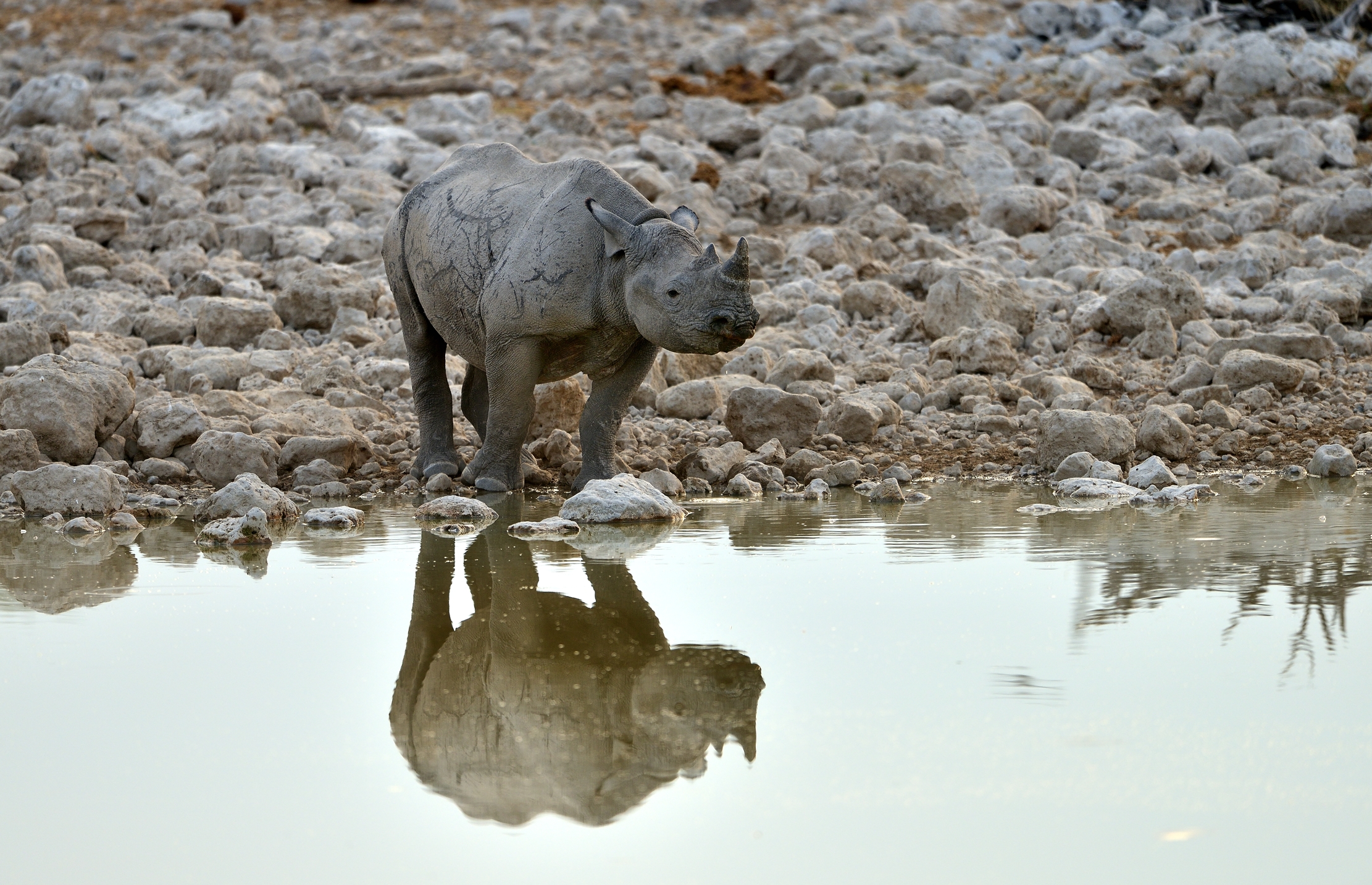 Etosha - Rinoceronte