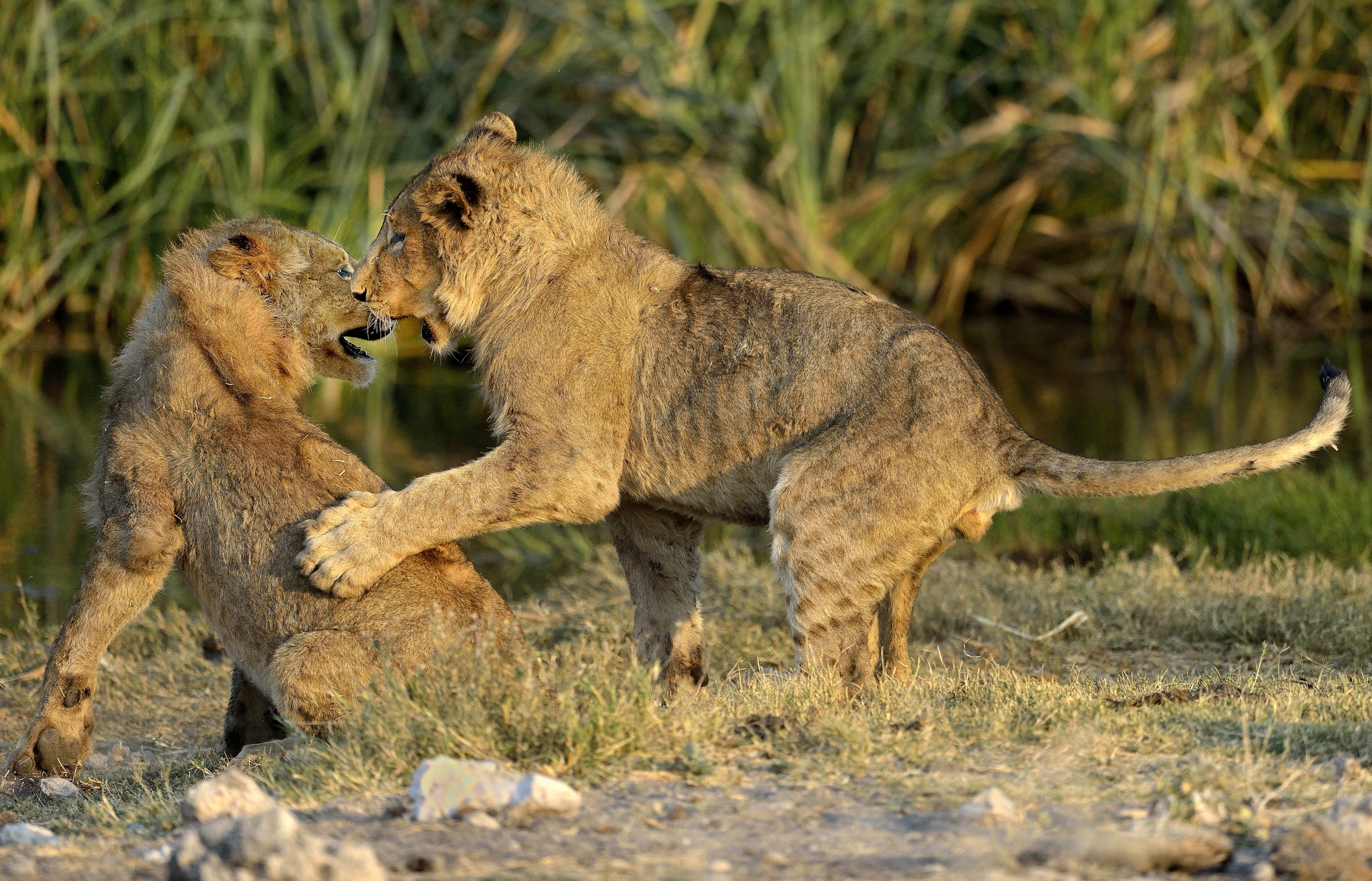 Etosha - Giovani Leoni
