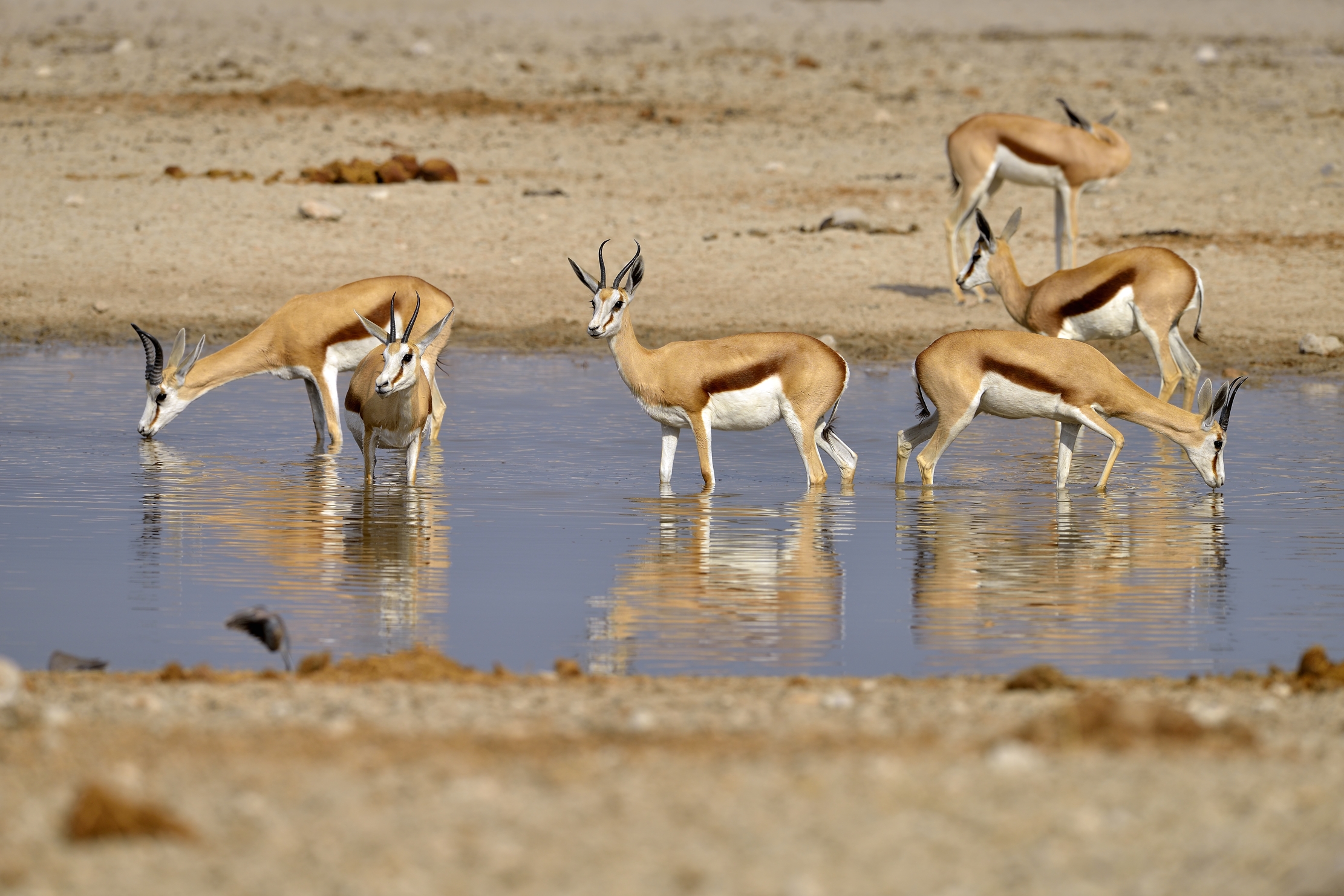 Etosha - Springbok alla pozza