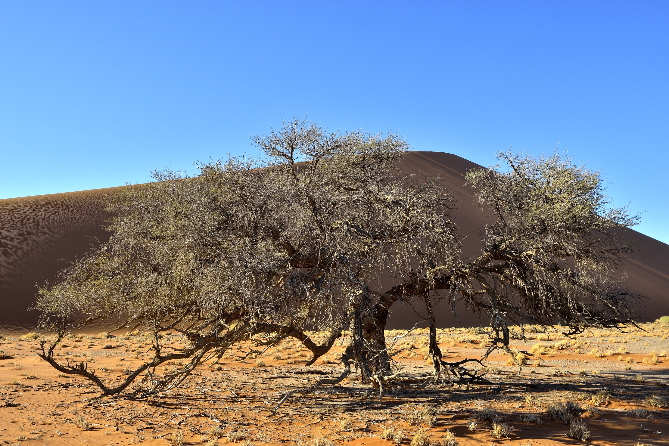 Deserto del Namib - Albero