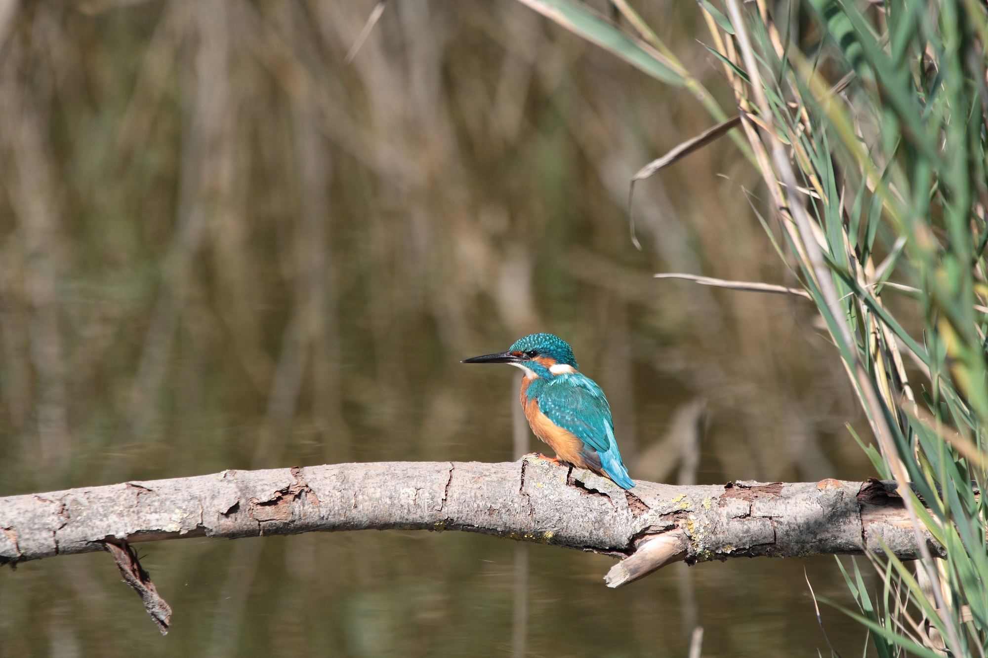 THE bon to be seen by martino