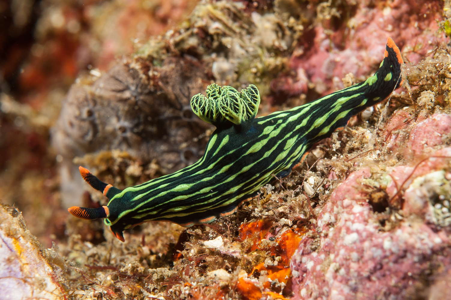 nembrotha kubariana
