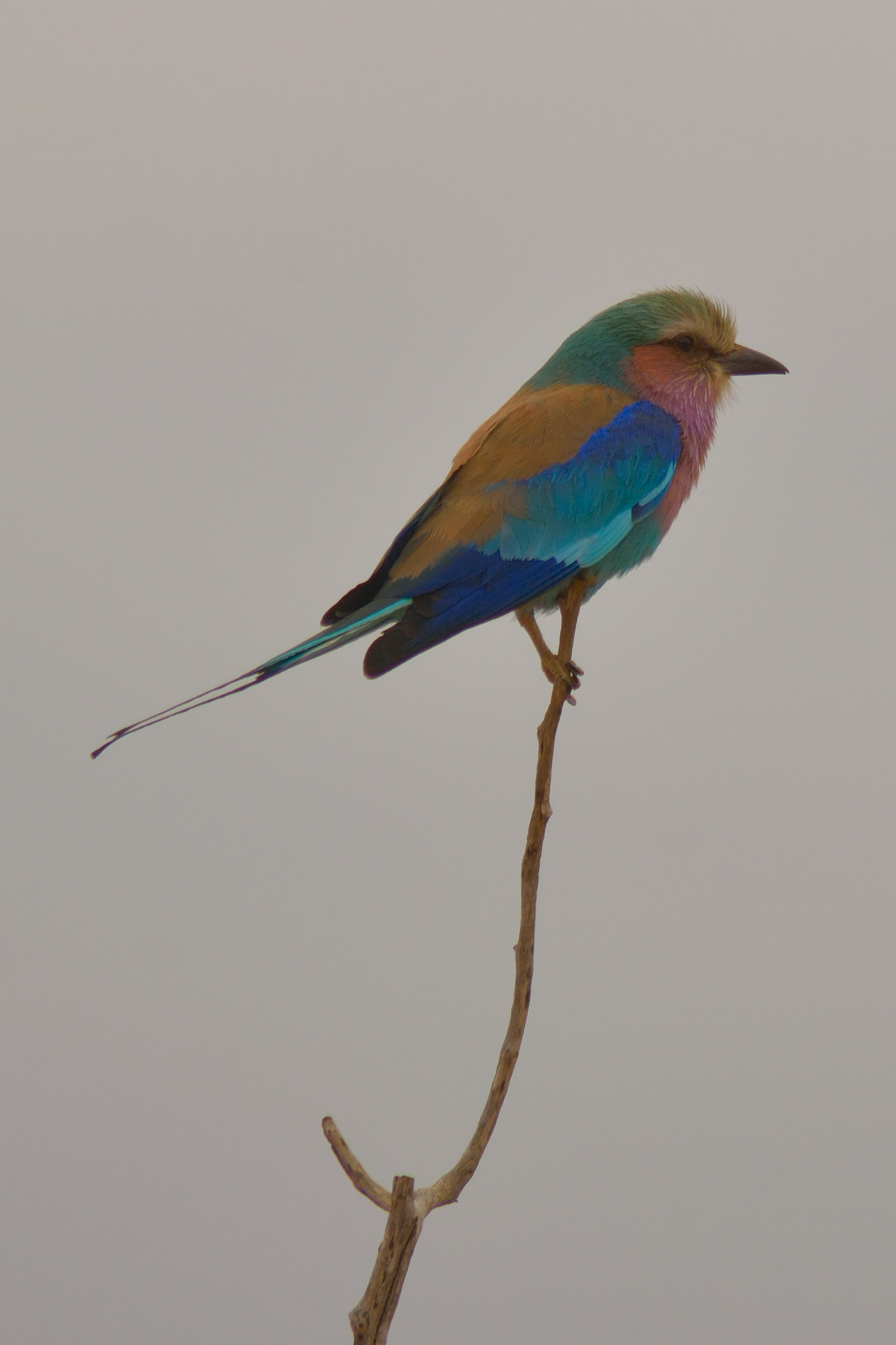Lilac-Breasted Roller (Coracius caudatus)
