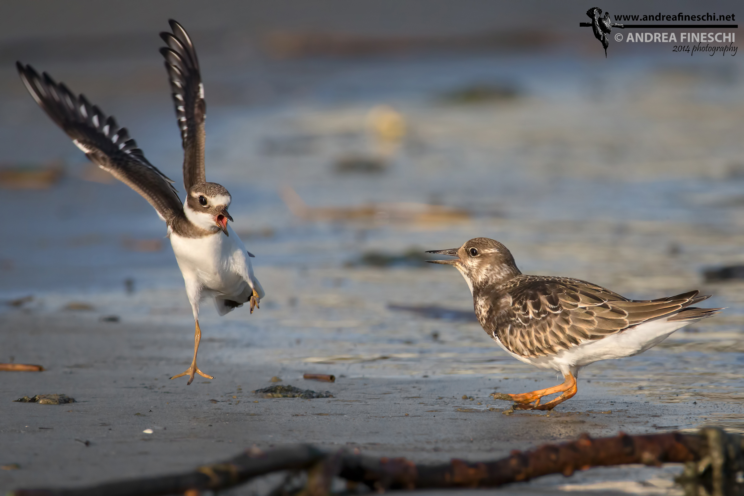 The Fast and the Furious