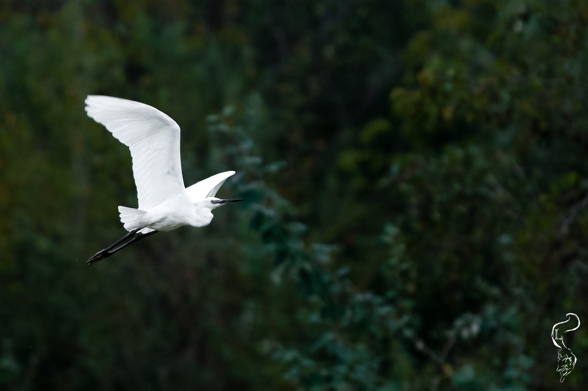 Egret in flight