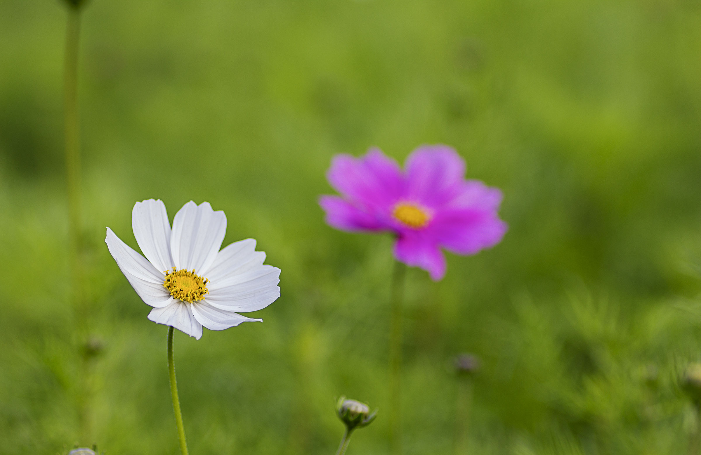 Così vicino eppure così lontano