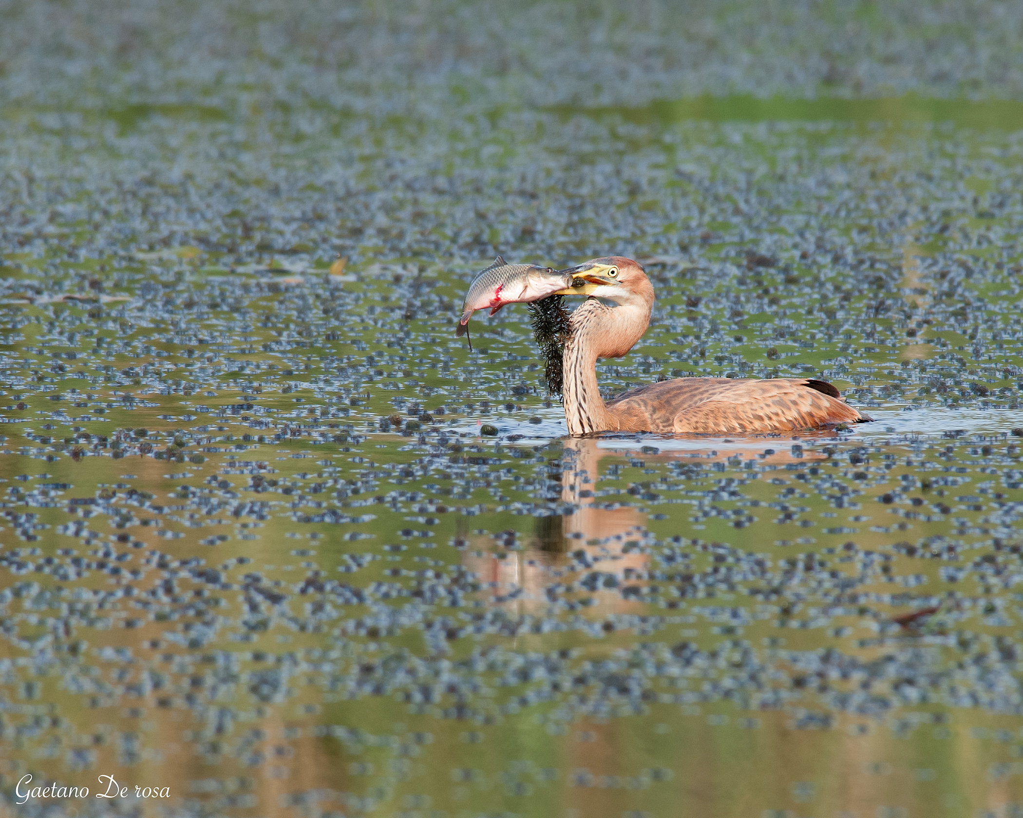 Airone Rosso con preda...