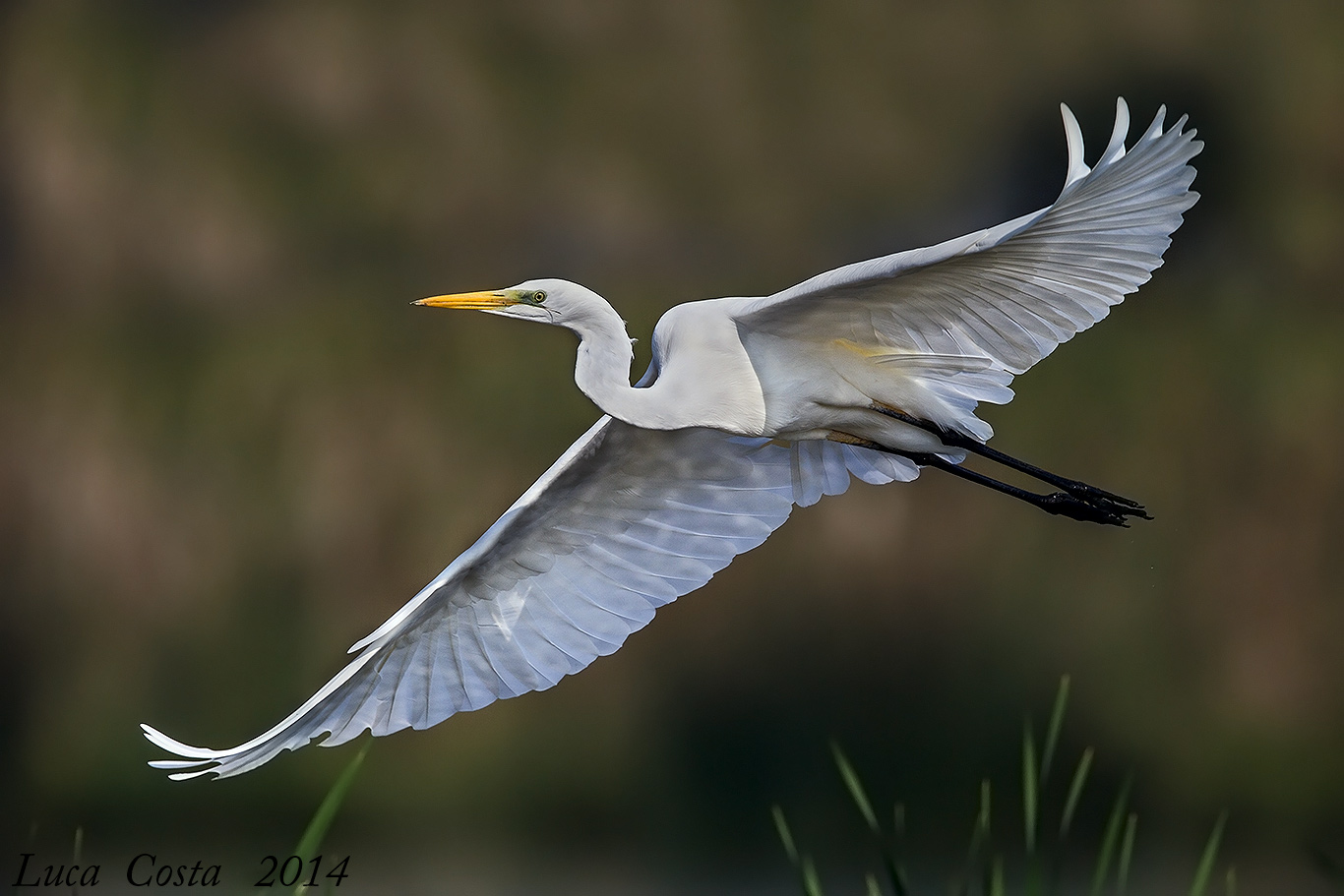 The elegance of the 'White Heron
