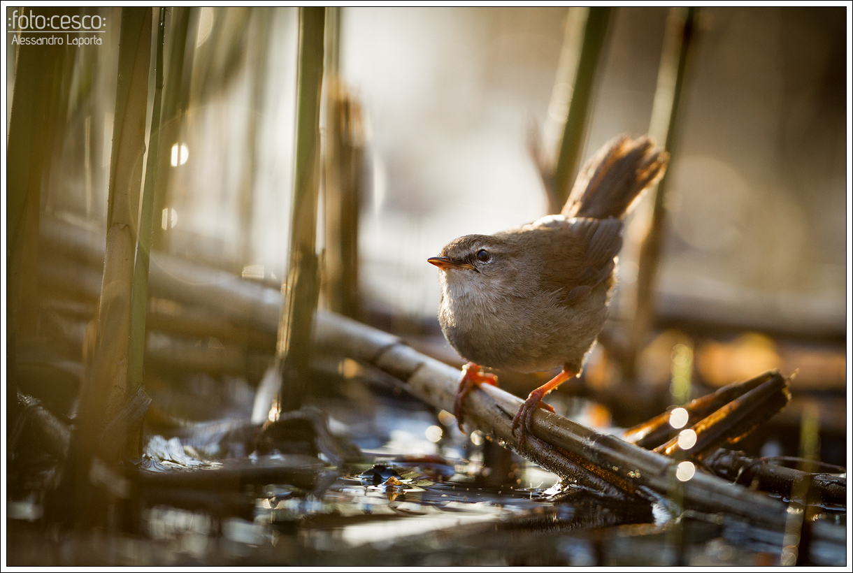 Cetia concepts - Cetti's Warbler - Nightingale River