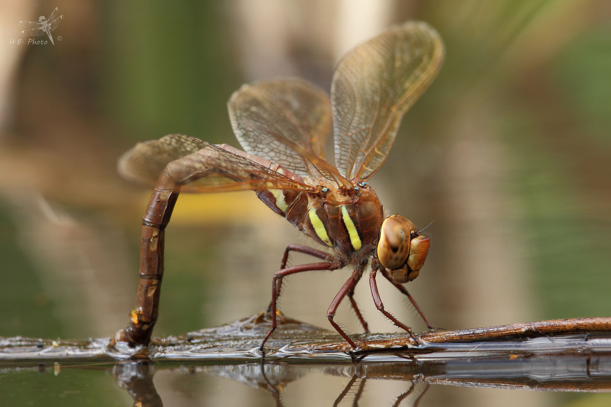 AESHNA Grandis, femmina, deposizione delle uova 2.