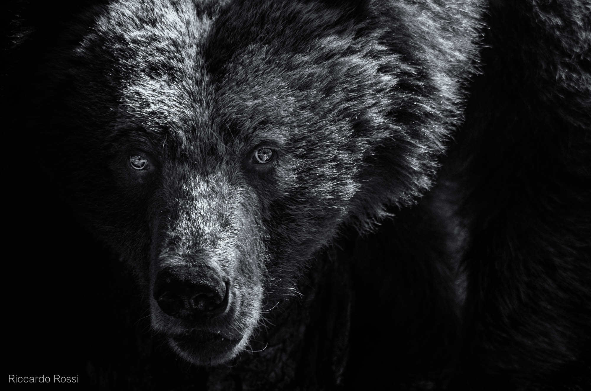 The look of the bear