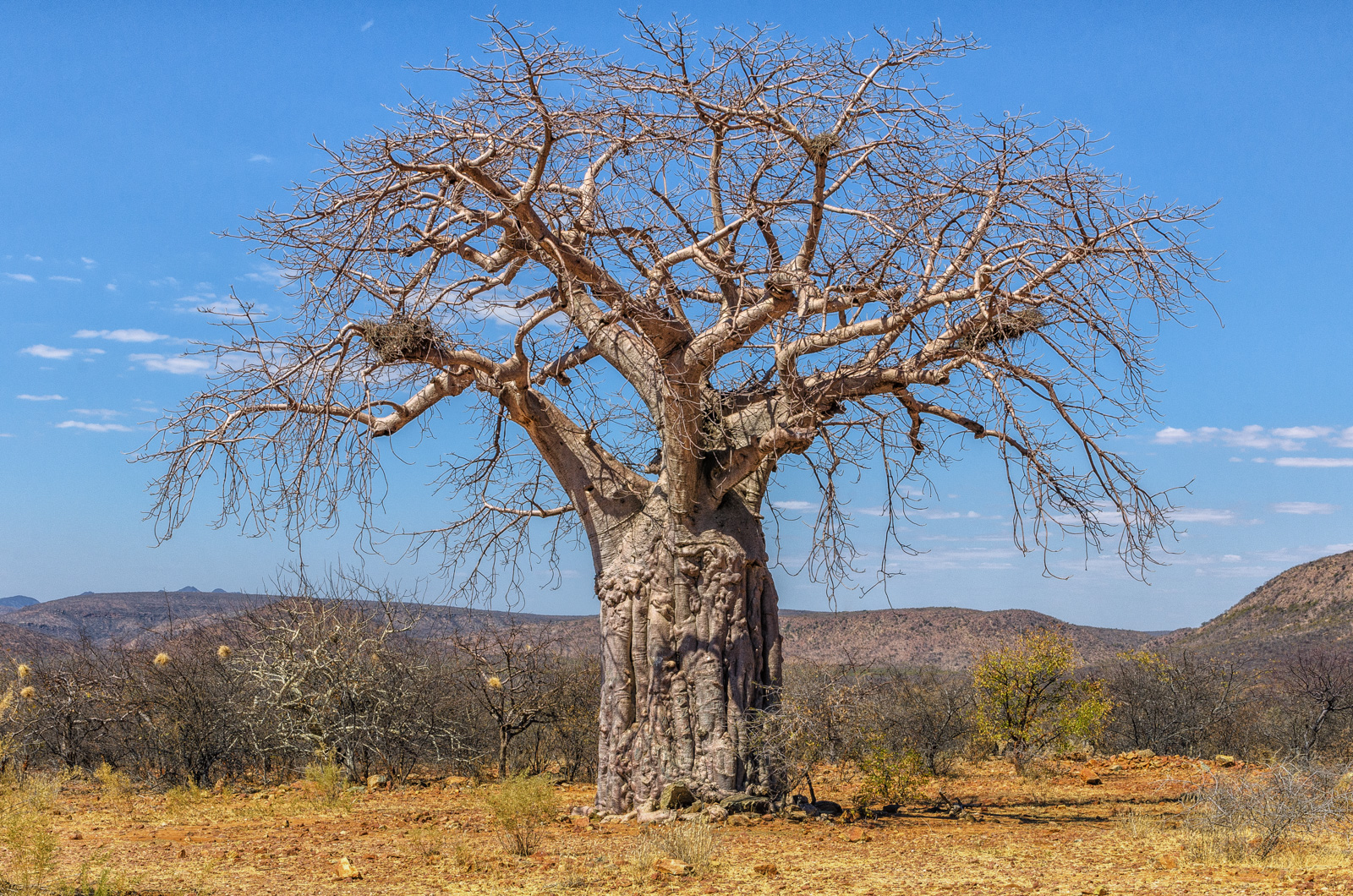Namibian Baobab