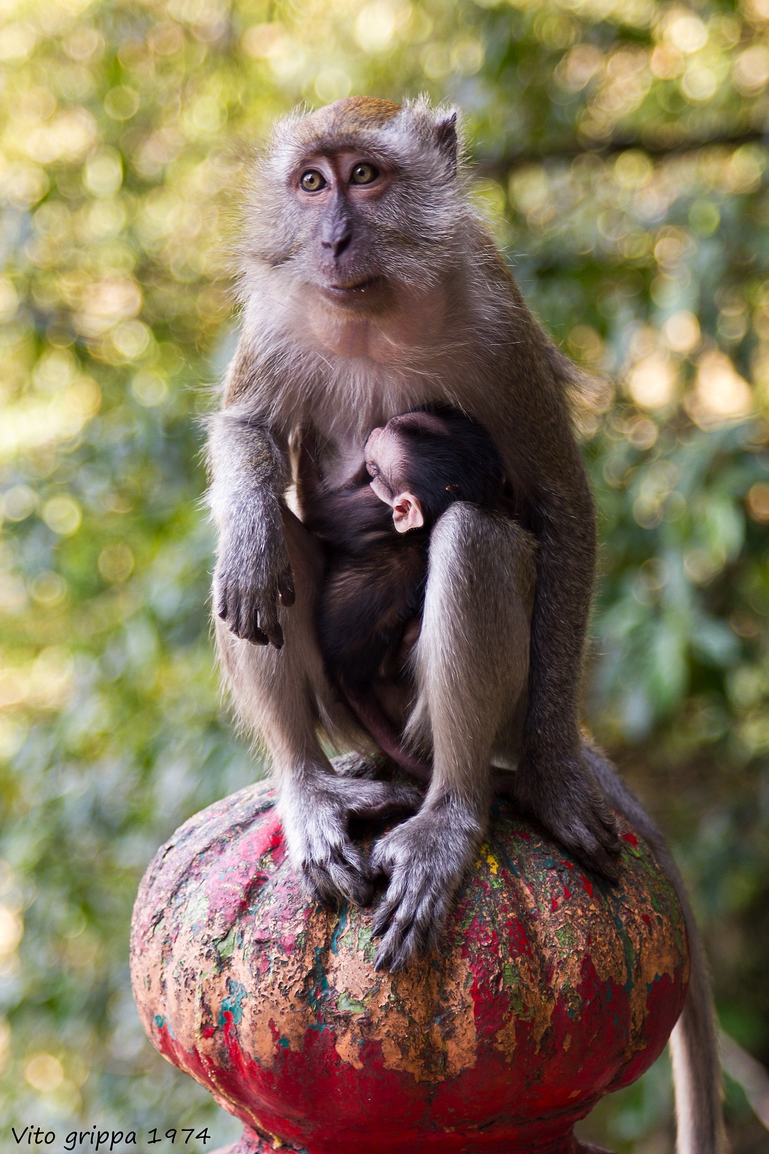 Macaque mother and cub