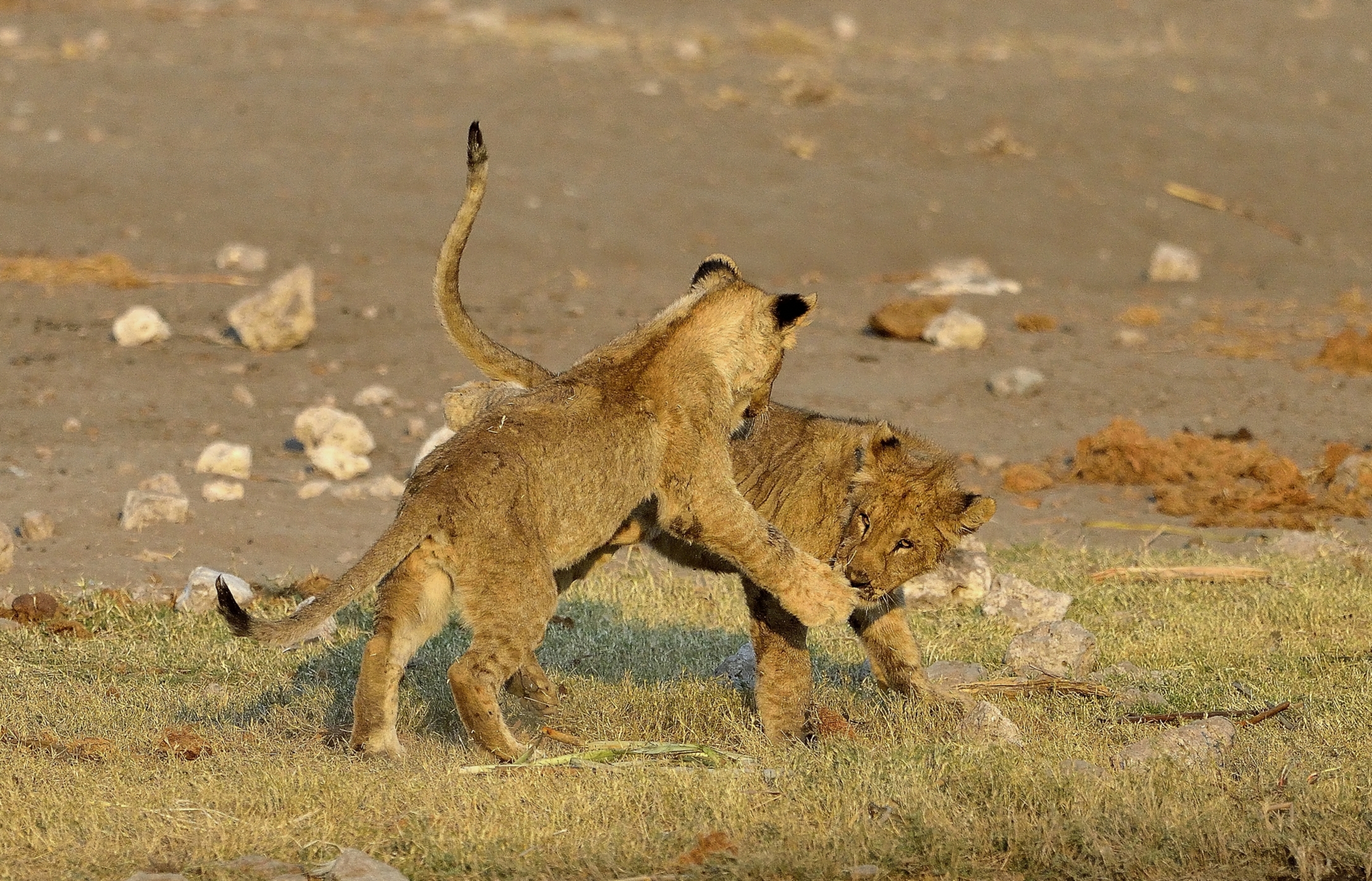 Etosha - Giovani Leoni