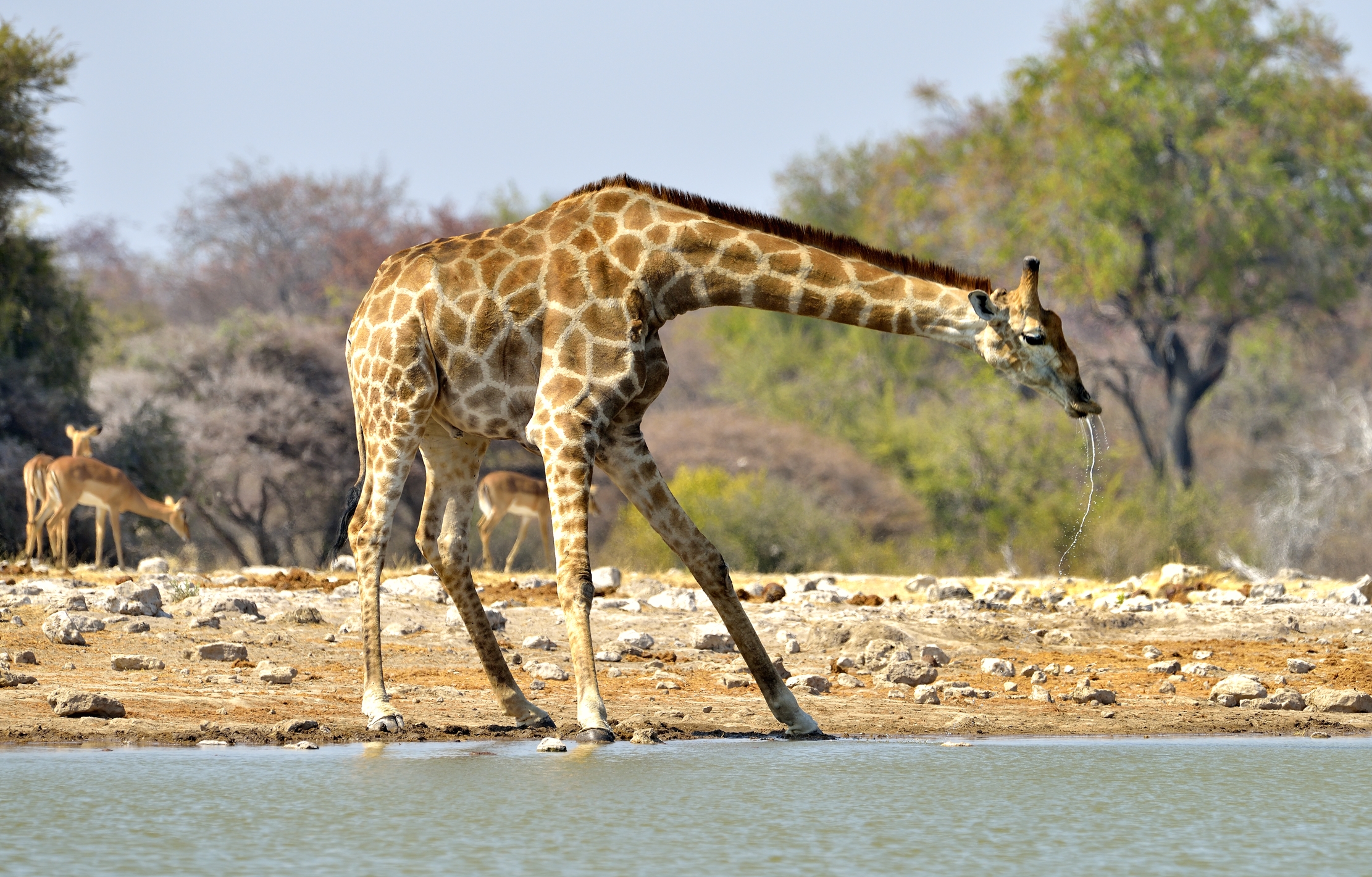 Etosha - Giraffa