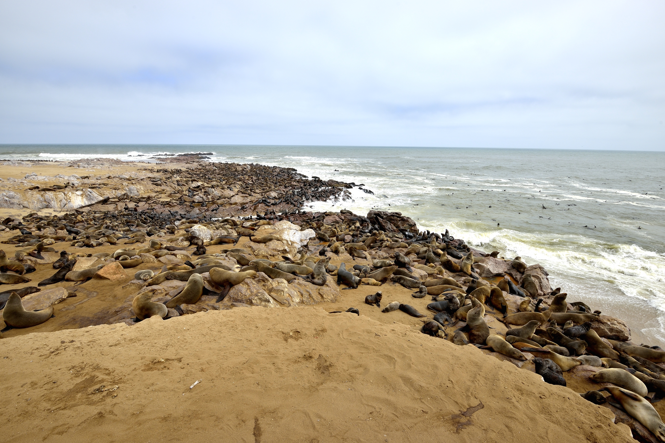 Skeleton  Coast - Colonia di Otarie del Capo